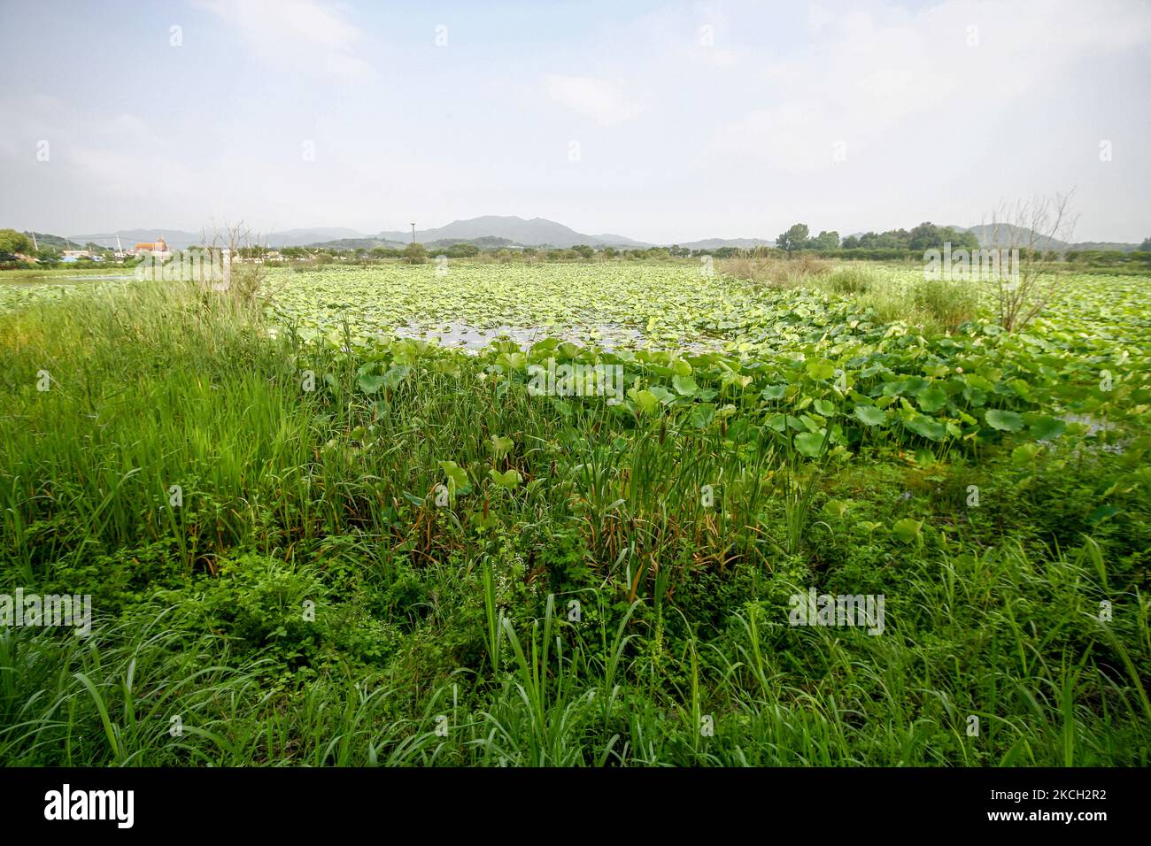 Una veduta del colorato loto e dell'ampio bacino idrico di Gonggeomji a Sangju, Corea del Sud. Gonggeomji Reservoir è un serbatoio di irrigazione utilizzato per innaffiare le risaie. Si presume che sia stato costruito per la prima volta durante il periodo foto-tre regni (1st ° secolo a.C.-4th ° secolo CE) e poi speso nel 1195 in un serbatoio su larga scala dal magistrato locale Choe Jeong-bin. (Foto di Seung-il Ryu/NurPhoto) Foto Stock