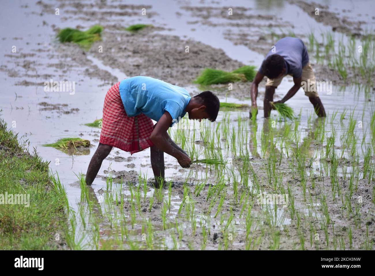 Gli agricoltori indiani piantano risaie in un risaie in un villaggio nel distretto di Nagaon, nello stato nordorientale dell'India di Assam, il 10 luglio 2021. (Foto di Anuwar Hazarika/NurPhoto) Foto Stock