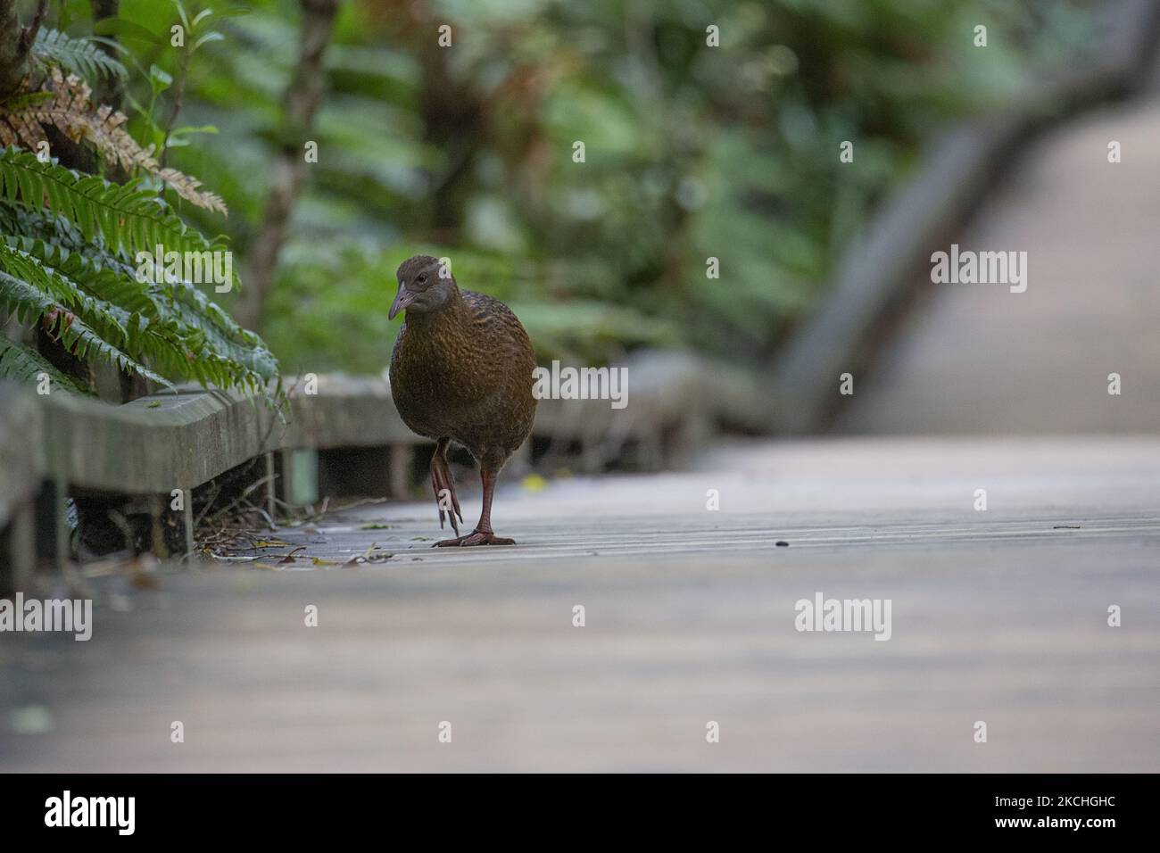 Una weka (gallirallus australis) cerca cibo a Milford Sound nel sud-ovest del Parco Nazionale di Fiordland, Nuova Zelanda il 22 luglio 2021. La weka è uno dei grandi uccelli senza voluminosi più iconici della Nuova Zealandâ. (Foto di Sanka Vidanagama/NurPhoto) Foto Stock