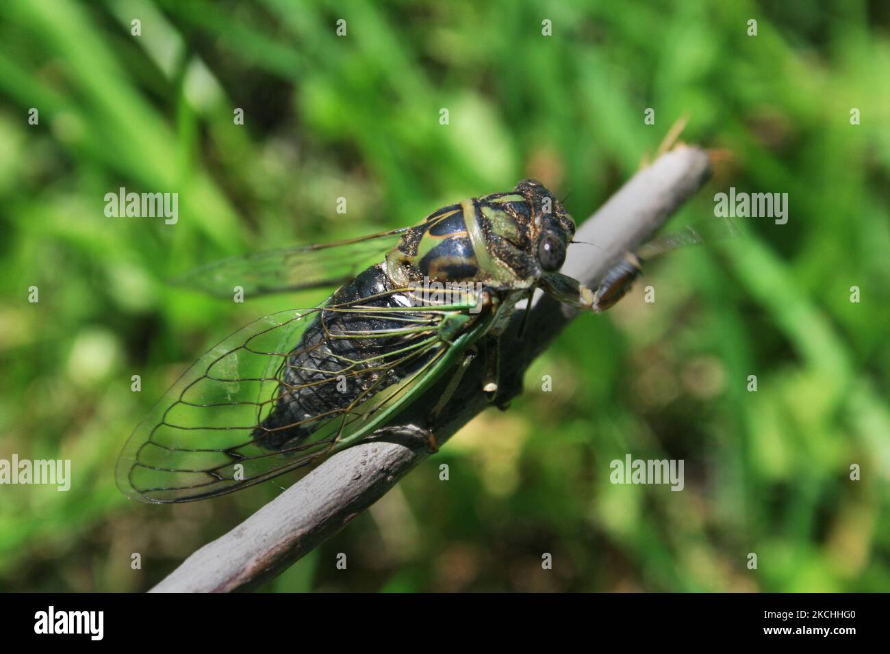 Cicada comune (Tibicen linnei) in una filiale di Ottawa, Ontario, Canada, il 16 agosto 2008. (Foto di Creative Touch Imaging Ltd./NurPhoto) Foto Stock