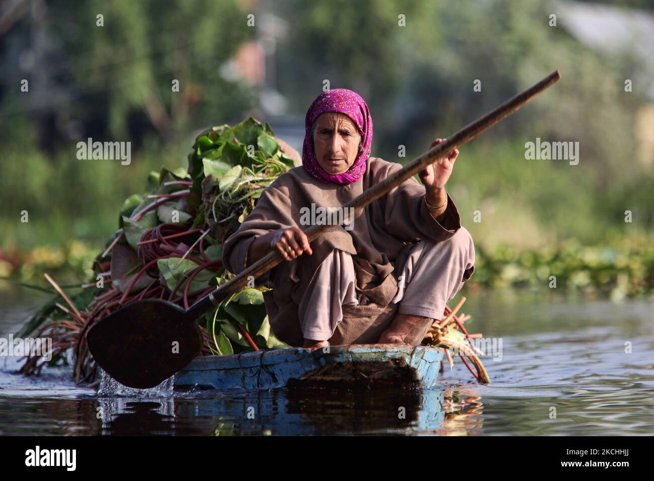 La donna anziana Kashmiri pagaia una piccola barca sul lago dal piena di fasci di foglie di loto da utilizzare come foraggio animale a Srinagar, Kashmir, India, il 26 giugno 2010. (Foto di Creative Touch Imaging Ltd./NurPhoto) Foto Stock