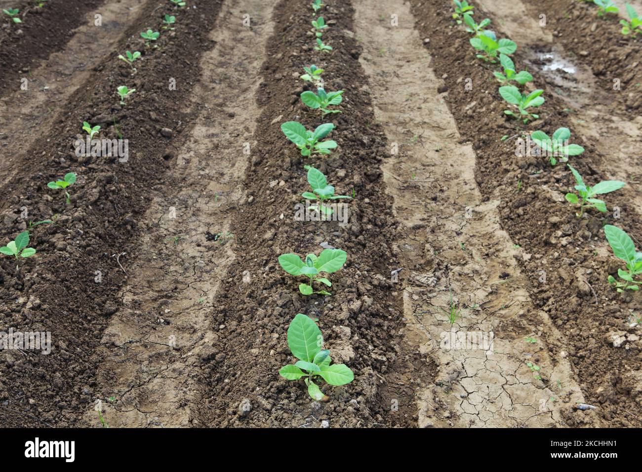 Piante di tabacco che crescono in una piantagione a la Romana, Repubblica Dominicana, il 19 dicembre 2012. (Foto di Creative Touch Imaging Ltd./NurPhoto) Foto Stock