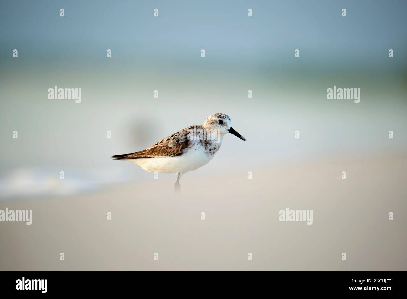 Sanderling selvaggio uccello di mare alla ricerca di cibo sul mare in estate Foto Stock