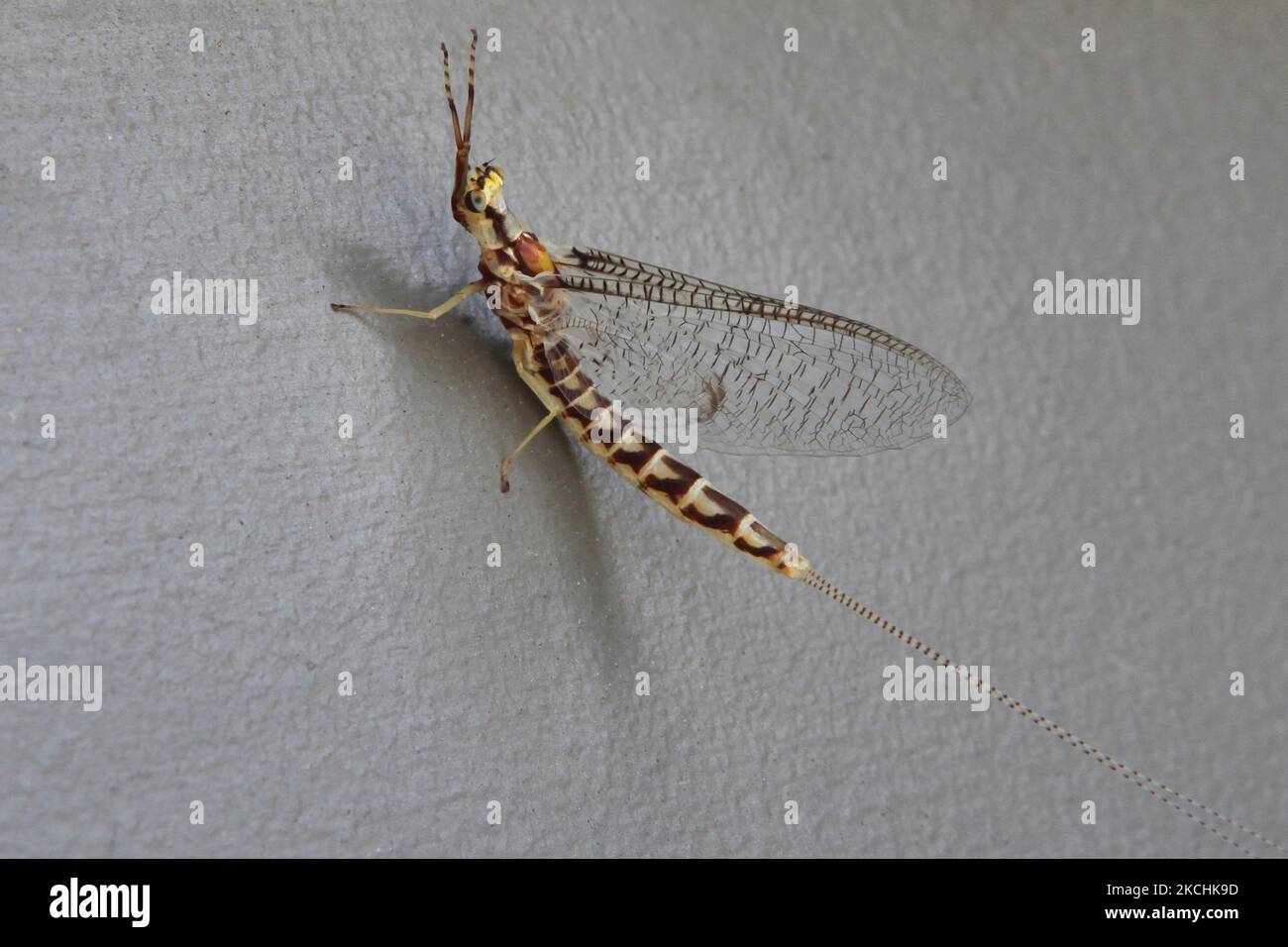 Primo piano di una mayfly (Hexagenia limbata) a Uxbridge, Ontario, Canada. I mayflies sono unici tra gli insetti in quanto molteranno ancora una volta dopo l'acquisizione di ali funzionali (questo è noto anche come stadio alato); questo ultimo-ma-un istar alato vive solitamente un tempo molto corto, spesso una questione di ore ed è conosciuto come un subimago o volare i pescatori come un dun. I mayflies in questa fase sono un alimento favorito di molti pesci e molte mosche di pesca sono modellate per assomigliare loro. Le mayflies adulte sono di breve durata, da pochi minuti a pochi giorni a seconda della specie. Circa 2.500 specie di mayflies sono Foto Stock