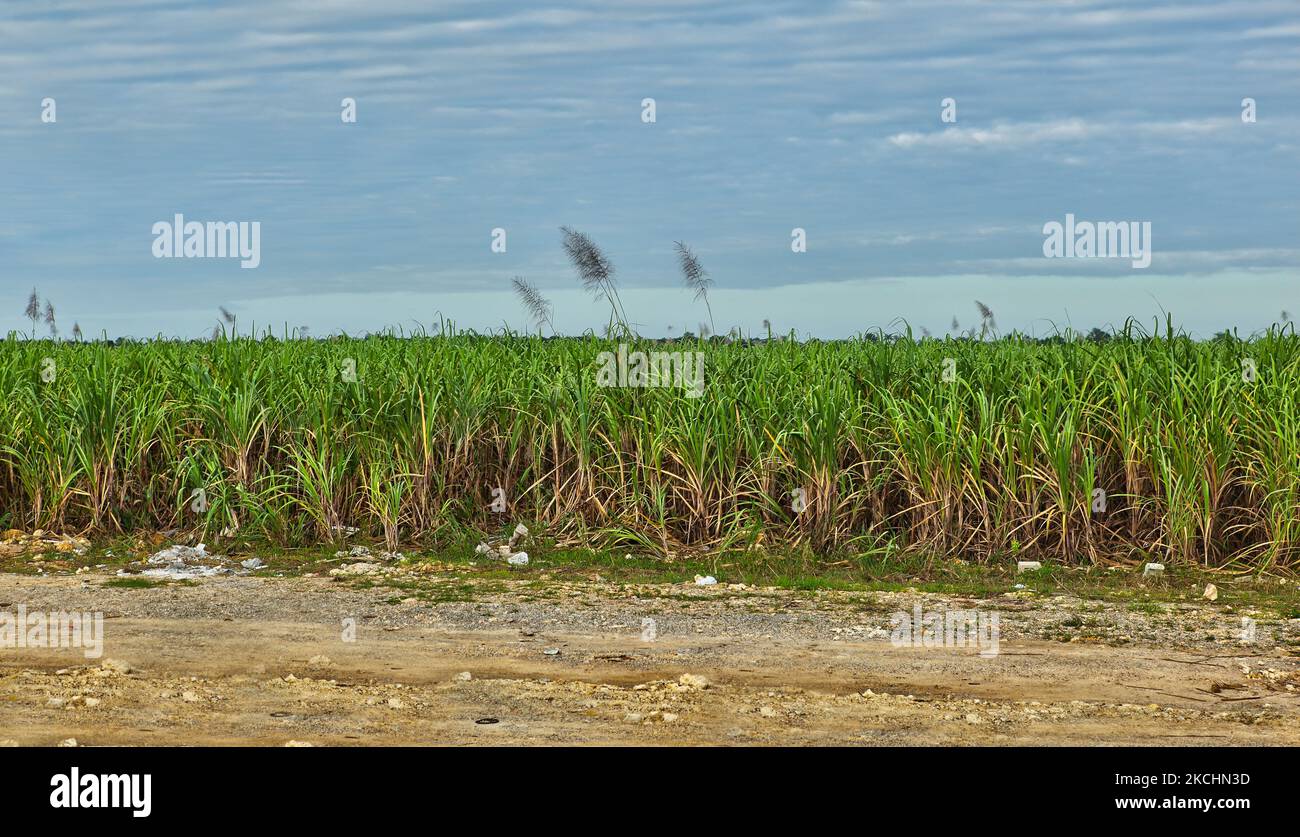 I campi di canna da zucchero nella Provincia la Romana della Repubblica Dominicana il 19 dicembre 2012. (Foto di Creative Touch Imaging Ltd./NurPhoto) Foto Stock