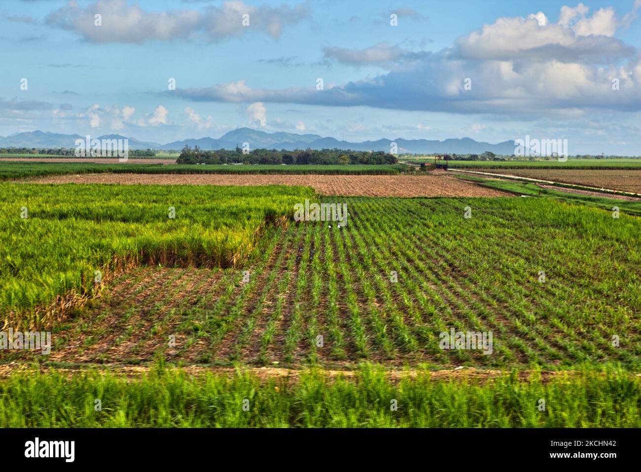 I campi di canna da zucchero in fase di raccolta nella Provincia la Romana della Repubblica Dominicana, il 19 dicembre 2012. (Foto di Creative Touch Imaging Ltd./NurPhoto) Foto Stock