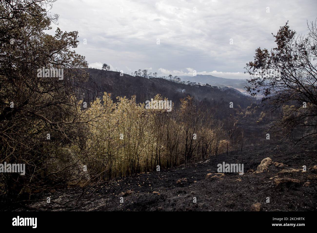Vigili del fuoco e volontari stanno lavorando per fermare il fuoco selvaggio nelle contee di Anoia e Conca de Barberà, vicino a Barcellona il 25 e 26 luglio 2021, in Catalogna, Spagna. (Foto di Albert Llop/NurPhoto) Foto Stock