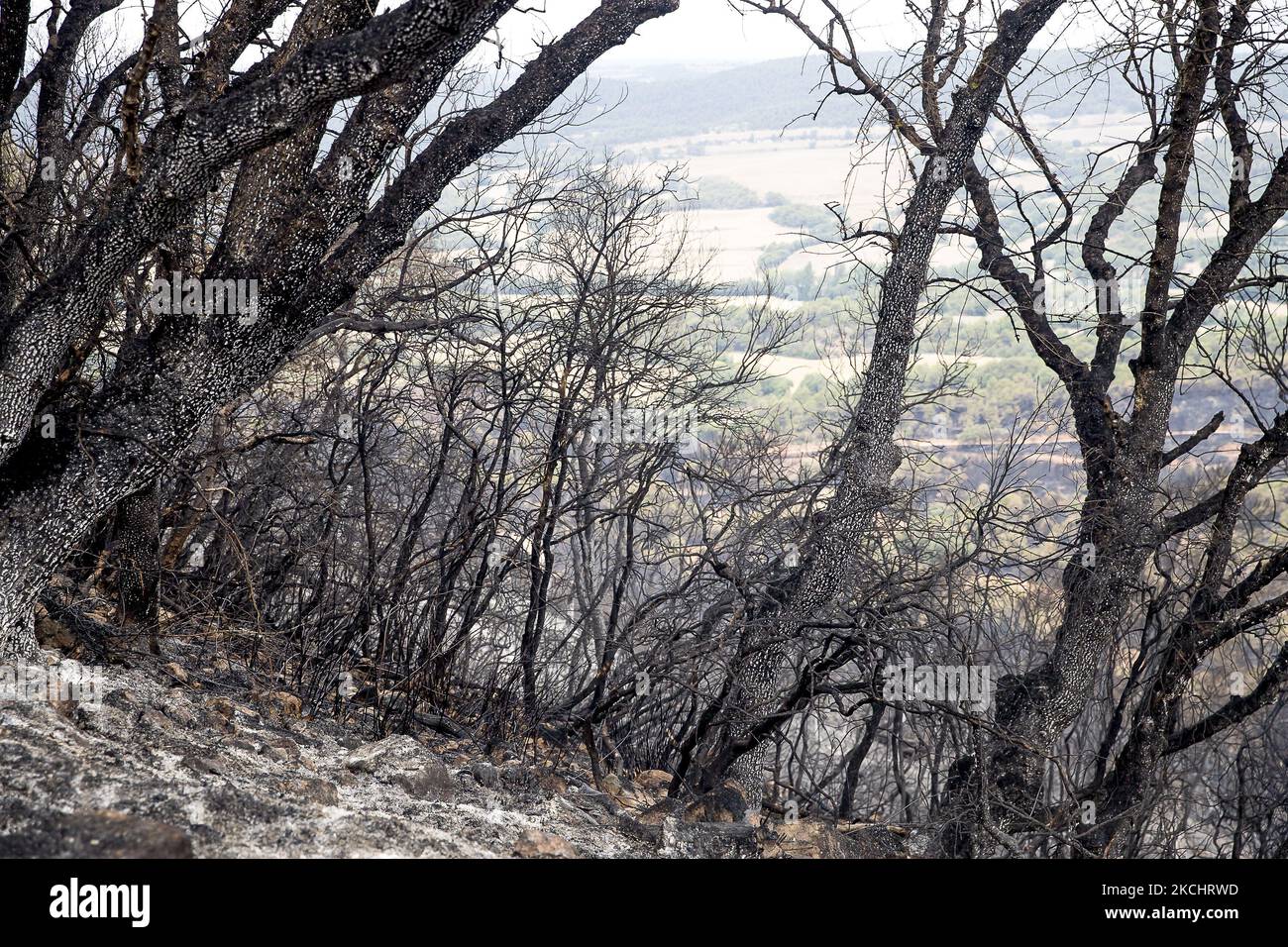 Vigili del fuoco e volontari stanno lavorando per fermare il fuoco selvaggio nelle contee di Anoia e Conca de Barberà, vicino a Barcellona il 25 e 26 luglio 2021, in Catalogna, Spagna. (Foto di Albert Llop/NurPhoto) Foto Stock
