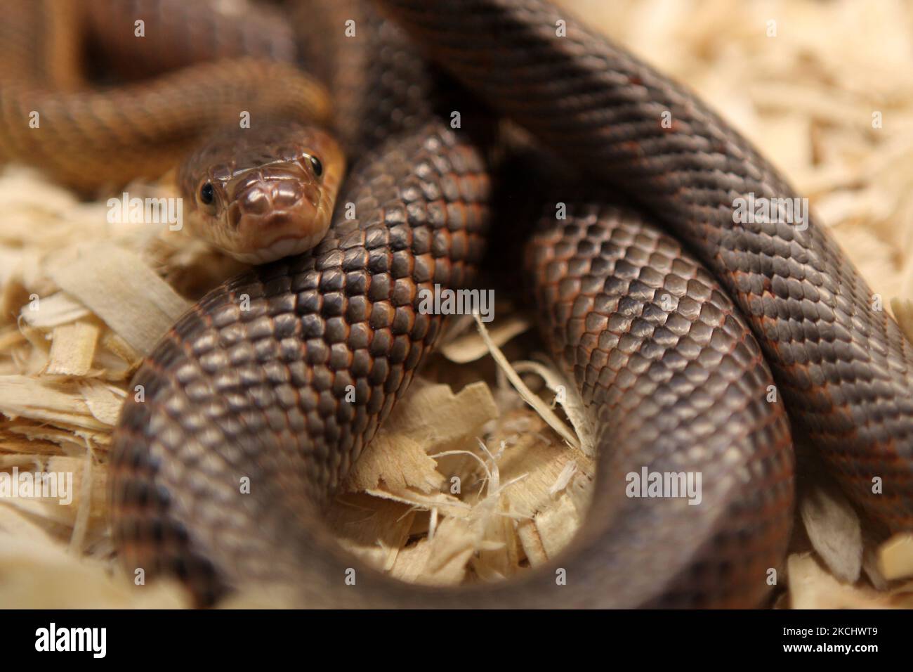 Serpente di ratto in esposizione in Ontario, Canada. (Foto di Creative Touch Imaging Ltd./NurPhoto) Foto Stock