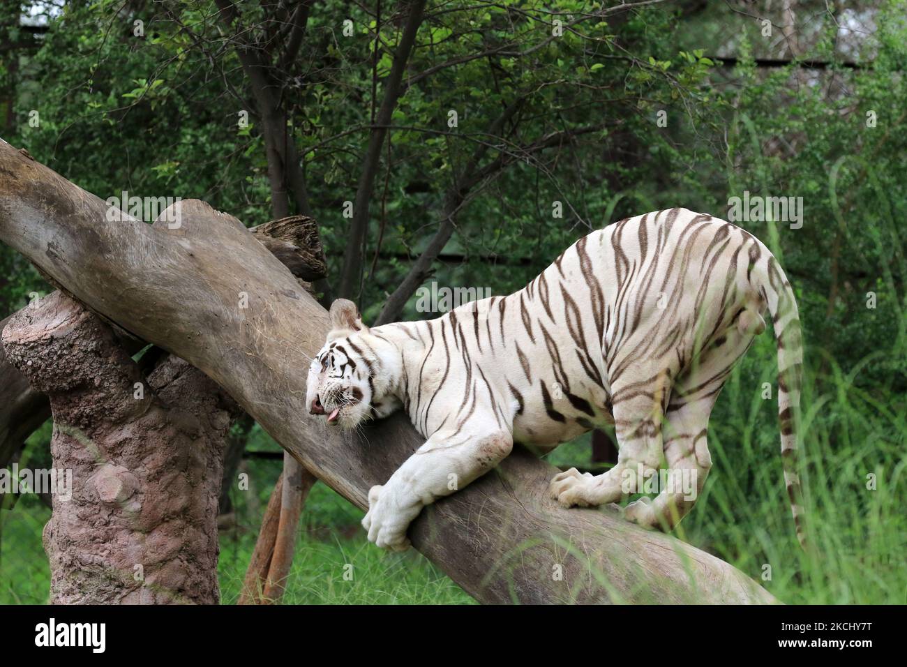 Tigre bianca (Chinu) nel suo recinto il giorno internazionale della tigre al parco biologico di Nahargarh a Jaipur, Rajasthan, India, giovedì, luglio 29,2021.(Foto di Vishal Bhatnagar/NurPhoto) Foto Stock