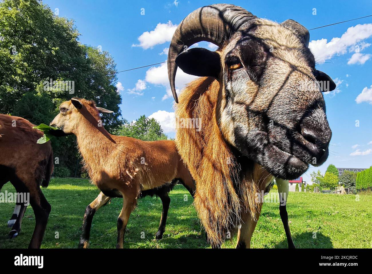 Le pecore del Camerun sono viste sul prato a Chocznia, Polonia il 10 agosto 2021. (Foto di Beata Zawrzel/NurPhoto) Foto Stock