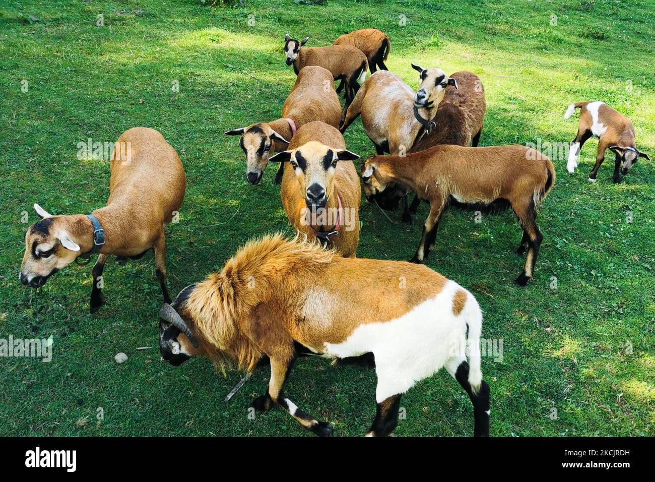 Un gregge di pecore del Camerun è visto sul prato a Chocznia, Polonia il 10 agosto 2021. (Foto di Beata Zawrzel/NurPhoto) Foto Stock