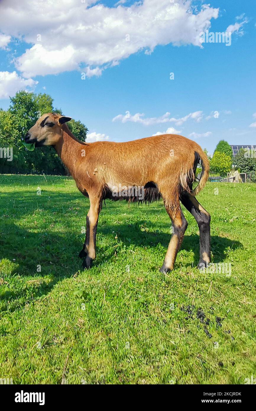Un Camerun pecore sono viste sul prato a Chocznia, Polonia il 10 agosto 2021. (Foto di Beata Zawrzel/NurPhoto) Foto Stock