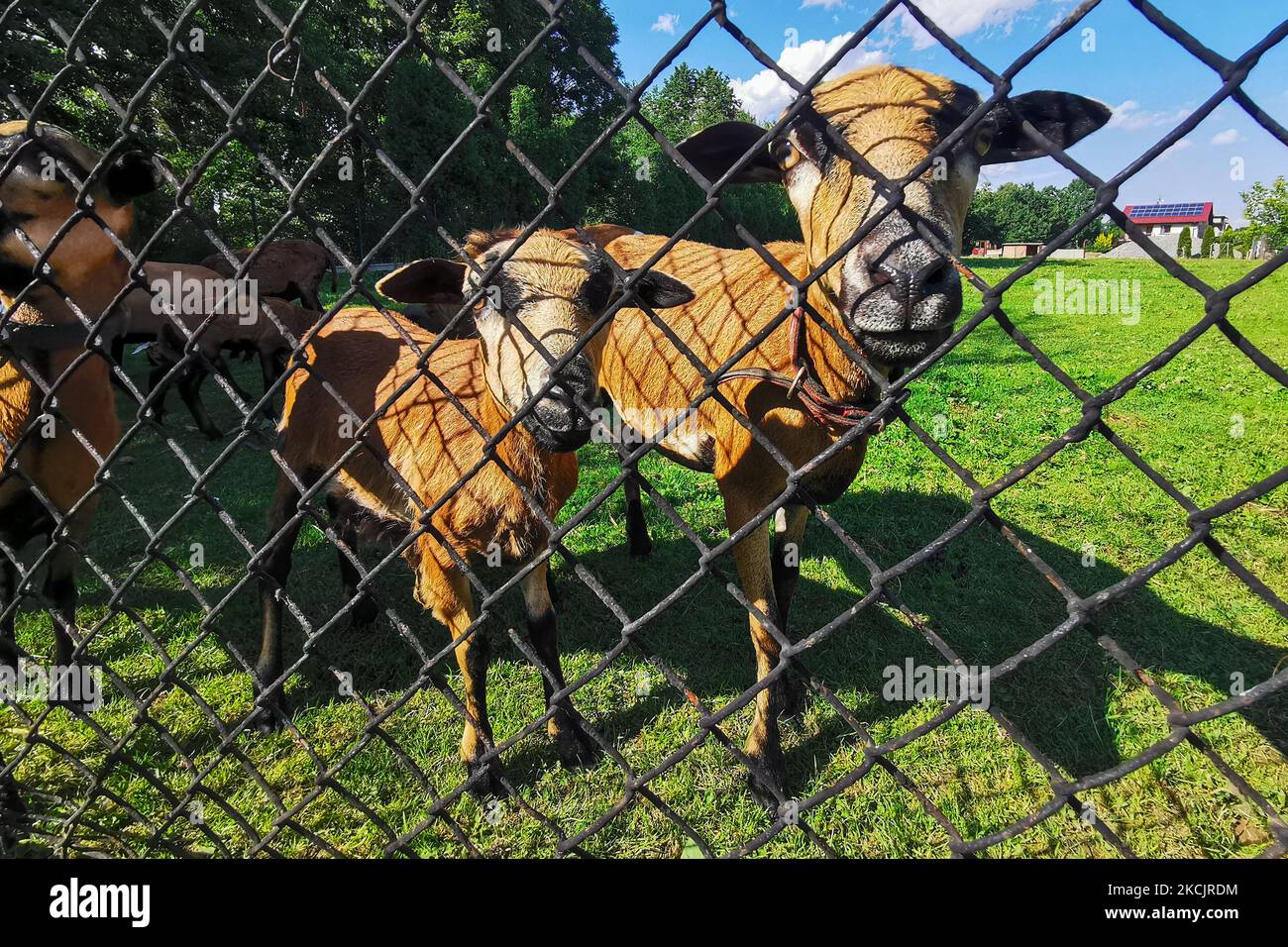 Le pecore del Camerun sono viste sul prato a Chocznia, Polonia il 10 agosto 2021. (Foto di Beata Zawrzel/NurPhoto) Foto Stock