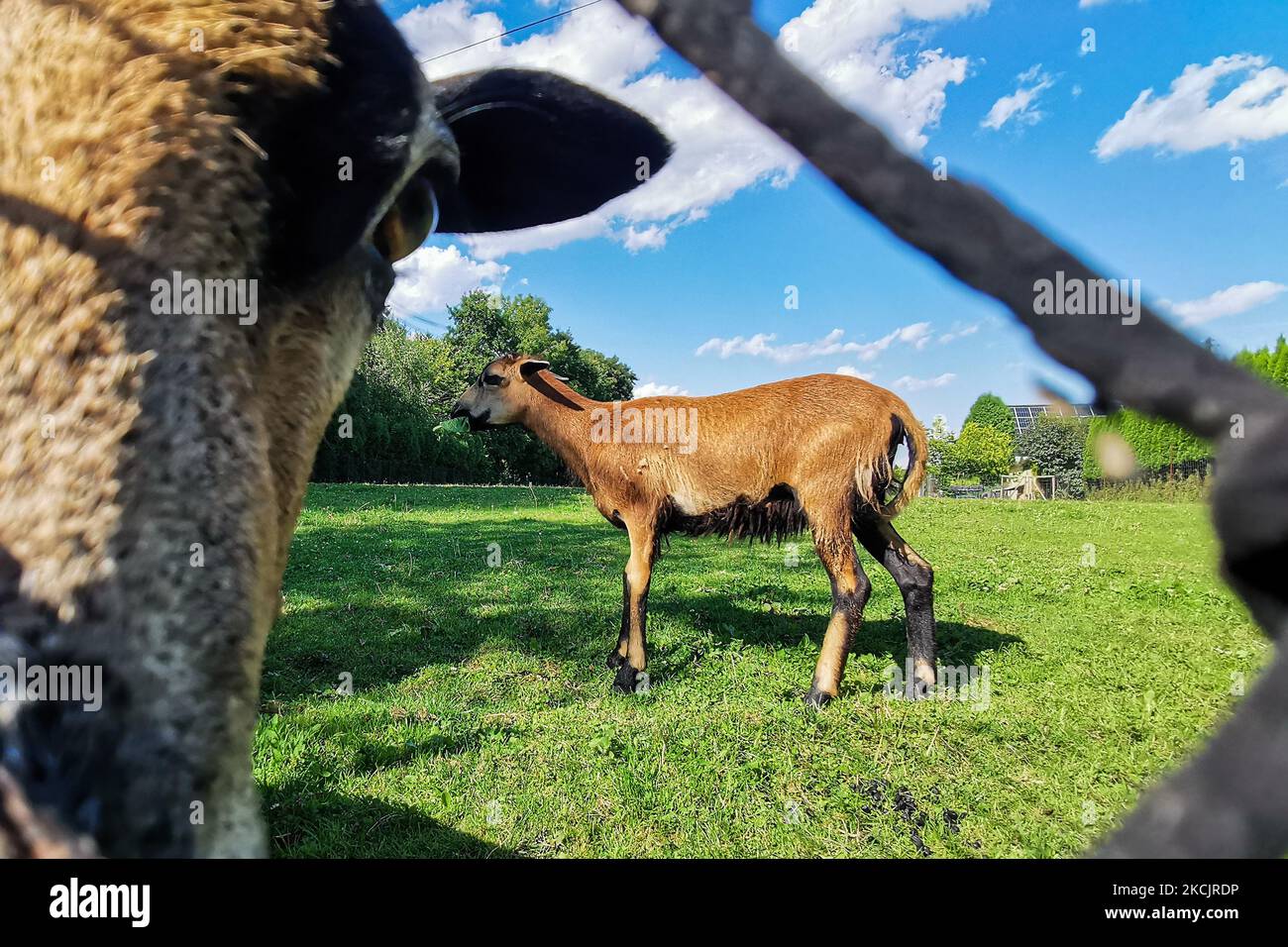 Le pecore del Camerun sono viste sul prato a Chocznia, Polonia il 10 agosto 2021. (Foto di Beata Zawrzel/NurPhoto) Foto Stock