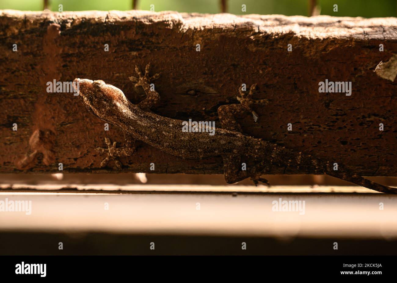 Il geco dell'Indo-Pacifico (Hemidactylus garnotii), conosciuto anche come geco della casa di Garnot, il geco della volpe, o geco marrone grigiastro di Assam, è una specie di geco che si trova in India, nelle Filippine, nell'Asia sudorientale, in Australia e in tutta la Polinesia. I geckos dell'Indo-Pacifico sono notturni. La specie è partenogenica – tutti gli individui sono femmine e depongono uova che si schiudono senza bisogno di fecondazione maschile. Un geco indo-pacifico si mimetizzazione durante il giorno su una finestra di legno a Tehatta, Bengala Occidentale, India il 22 agosto 2021. (Foto di Soumyabrata Roy/NurPhoto) Foto Stock