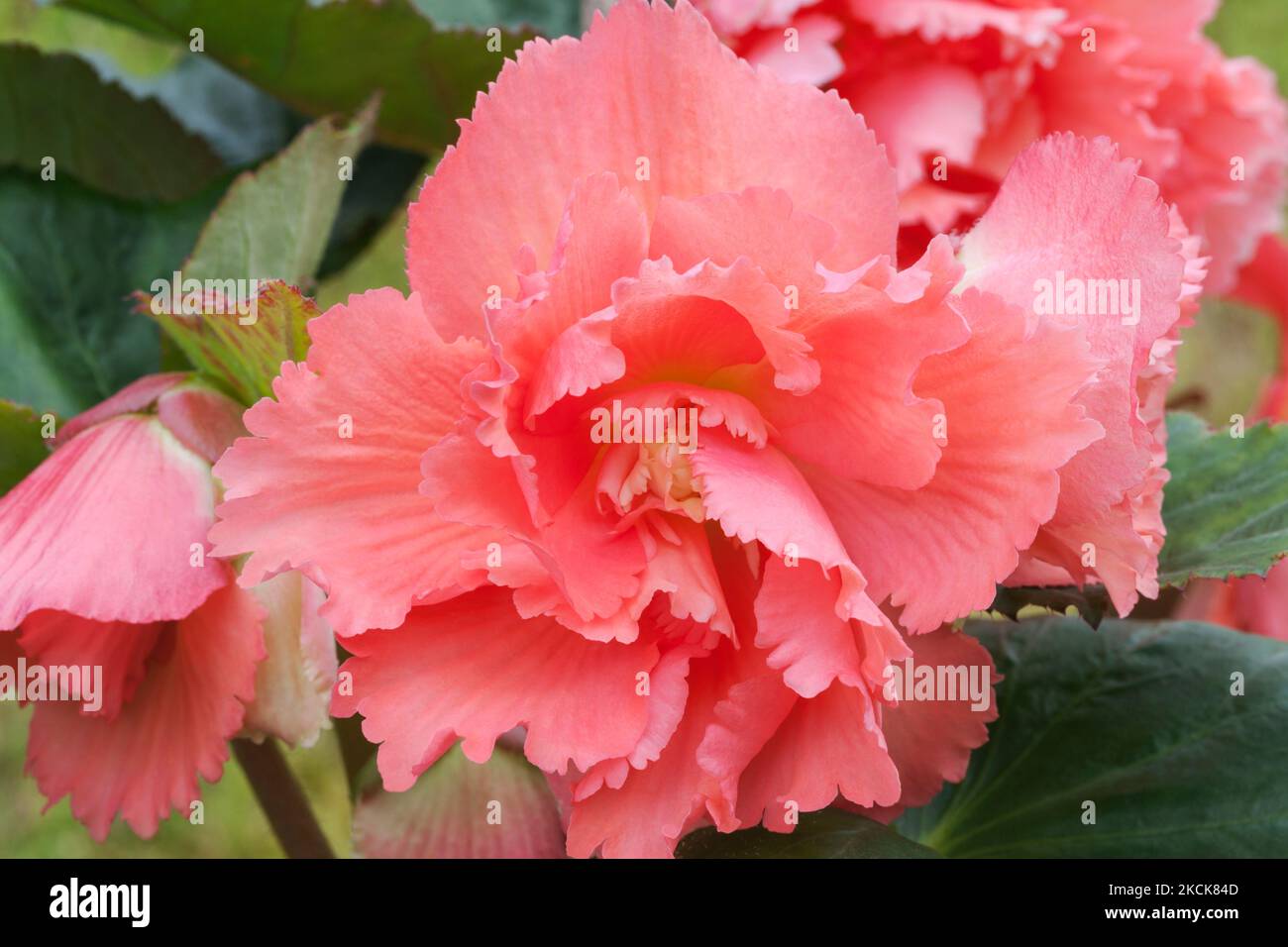 Begonia 'Samba', Begonia tuberibrida Foto Stock