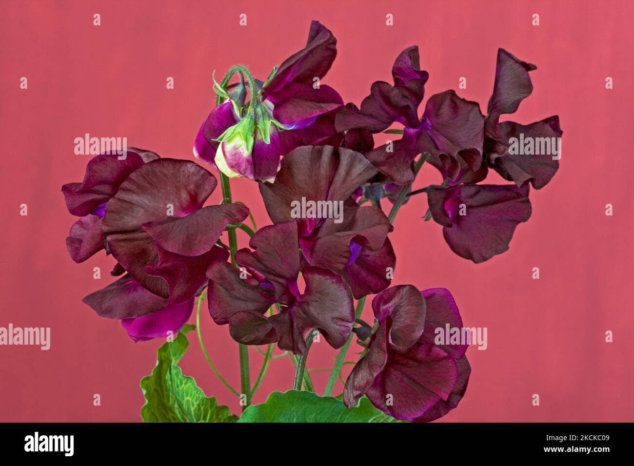 Dolce pisello 'mezzanotte', Lathyrus odoratus Foto Stock