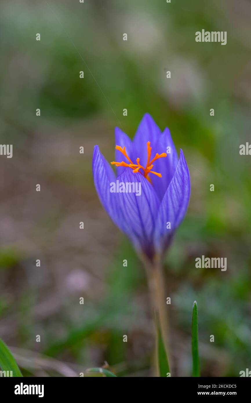 Crocus speciosus o Biebersteins Crocus in fiore in prato autunnale Foto Stock