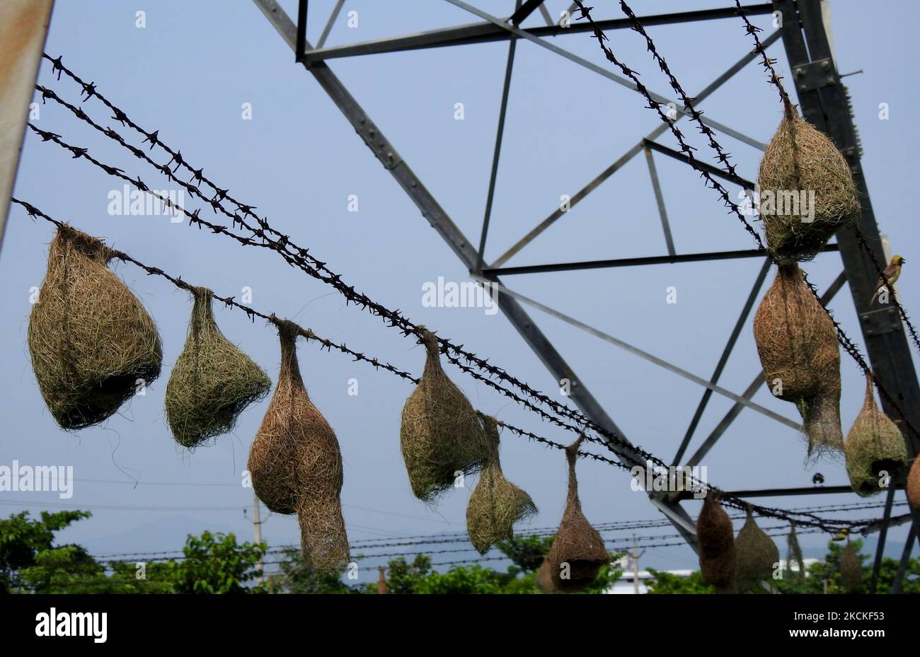 I nidi di uccelli di Weaver sono visti ad un filo di ferro di recinzione di una torre di elettrificazione ad alta tensione nel distretto di Ganjam, a 200 km di distanza dal Bhubaneswar, capitale dell'India orientale, il 29 agosto 2021. Gli uccelli di Weaver Baya di solito hanno costruito il loro nido su palme, ma ora sono adottare questo luogo per il loro annidamento annuale.(Photo by Str/NurPhoto) Foto Stock