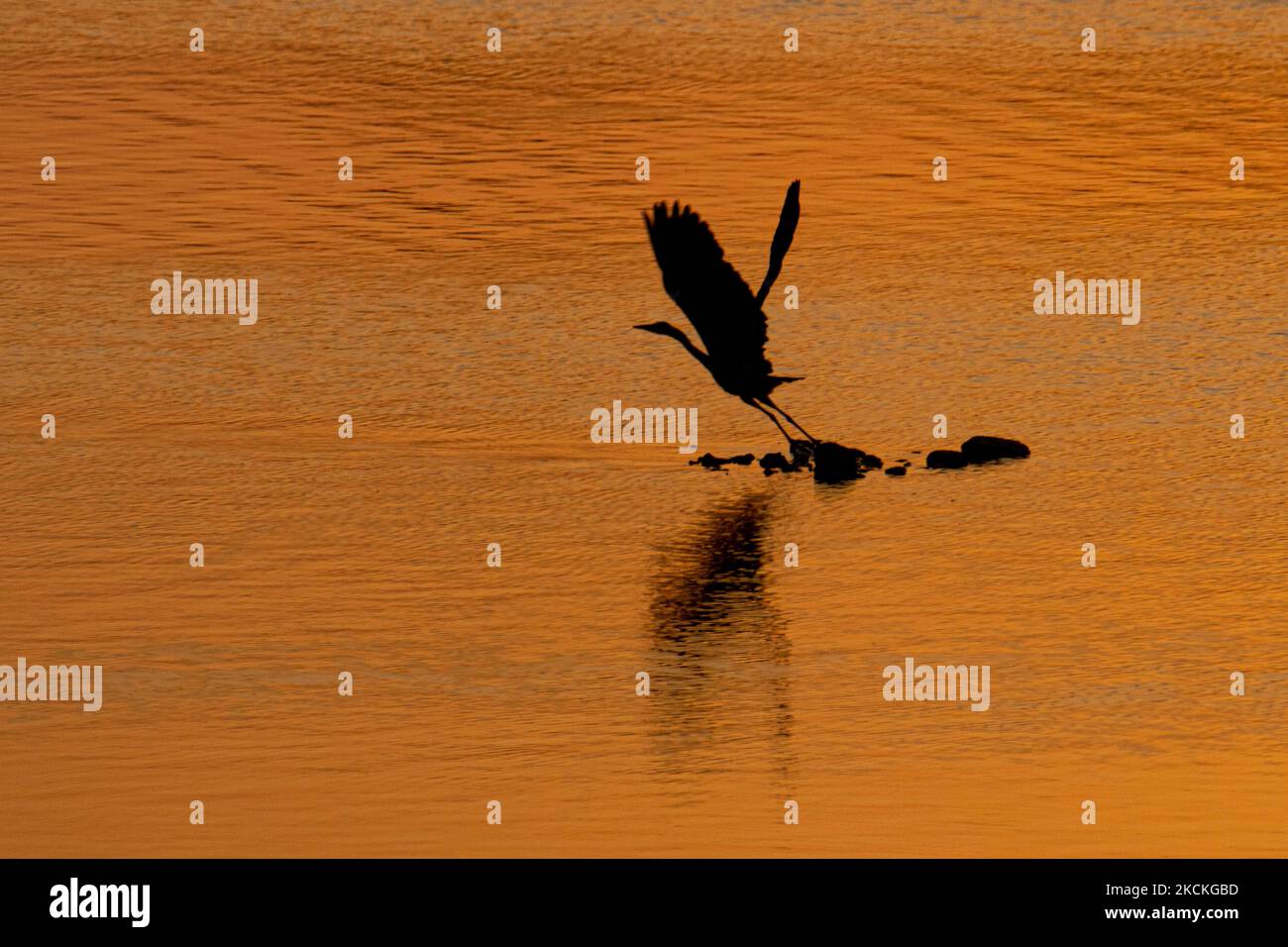 Un uccello grigio di Heron come visto volare con il riflesso scuro sulla superficie dell'acqua arancione. Ora magica alba estiva con colori caldi del cielo e il sole su Kerkini con uccelli, cavalli, pescatori locali di pesca macchiati come silhouette, al Parco Nazionale del Lago nella regione di Serres nel nord della Grecia. Il lago artificiale Kerkini è una zona umida unica, un Parco Nazionale e protetta dalla Convenzione di Ramsar come zona umida con migliaia di uccelli tra cui la foresta rara e protetta lungo il fiume, come importanti idrobiosfere in via di sviluppo che sono di grande importanza internazionale e accettazione, l'acqua principale così Foto Stock