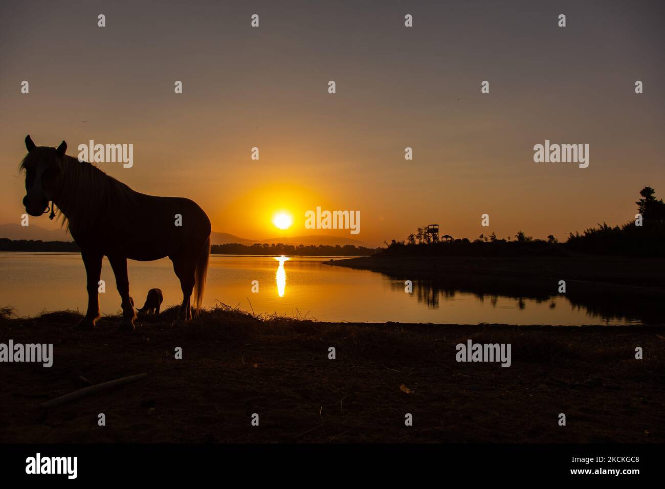 Cavalli come visto la mattina presto nel lago Kerkini. Ora magica alba estiva con colori caldi del cielo e il sole su Kerkini con uccelli, cavalli, pescatori locali di pesca macchiati come silhouette, al Parco Nazionale del Lago nella regione di Serres nel nord della Grecia. Il lago artificiale Kerkini è una zona umida unica, un Parco Nazionale e protetta dalla Convenzione di Ramsar come zona umida con migliaia di uccelli, tra cui la foresta rara e protetta lungo il fiume, in quanto si stanno sviluppando importanti idrobiosfere di grande importanza e accettazione a livello internazionale, La principale fonte d'acqua proveniente dal fiume Strymon proviene da Bulgar Foto Stock