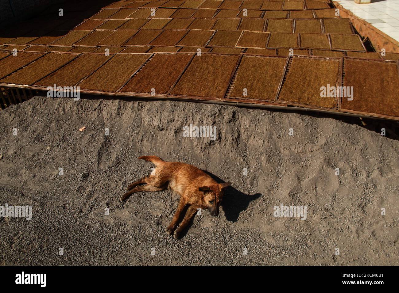 Un cane visto giace sul terreno vicino a foglie di tabacco sono disposti ad asciugare il 09 settembre 2021 in Tobacco Village, Sumedang Regency, Indonesia. La maggior parte dei residenti in questo villaggio lavora come coltivatori di tabacco, una professione che hanno trasmesso sopra di generazione in generazione. Quando visitiamo questo villaggio, vedremo le distese di tabacco che asciugano sotto il sole che riempiono le strade del villaggio, i tetti e le terrazze delle case. Questo villaggio è in grado di soddisfare la domanda di mercato da tutte le province indonesiane tra cui West Java, Bali e Sumatra. Alcuni prodotti vengono persino esportati all'estero, in luoghi come il Pakistan, la Malesia e. Foto Stock