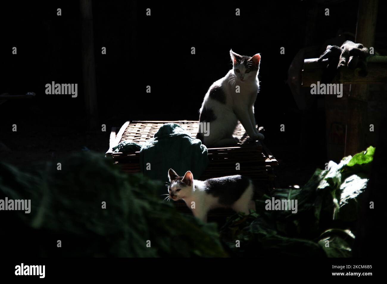 I gatti si vedono giocare vicino alle foglie di tabacco che vengono ordinate il 9 settembre 2021 nel Tobacco Village, Sumedang Regency, Indonesia. La maggior parte dei residenti in questo villaggio lavora come coltivatori di tabacco, una professione che hanno trasmesso sopra di generazione in generazione. Quando visitiamo questo villaggio, vedremo le distese di tabacco che asciugano sotto il sole che riempiono le strade del villaggio, i tetti e le terrazze delle case. Questo villaggio è in grado di soddisfare la domanda di mercato da tutte le province indonesiane tra cui West Java, Bali e Sumatra. Alcuni prodotti vengono persino esportati all'estero, in luoghi come il Pakistan, la Malesia e la Turchia. Il tob Foto Stock