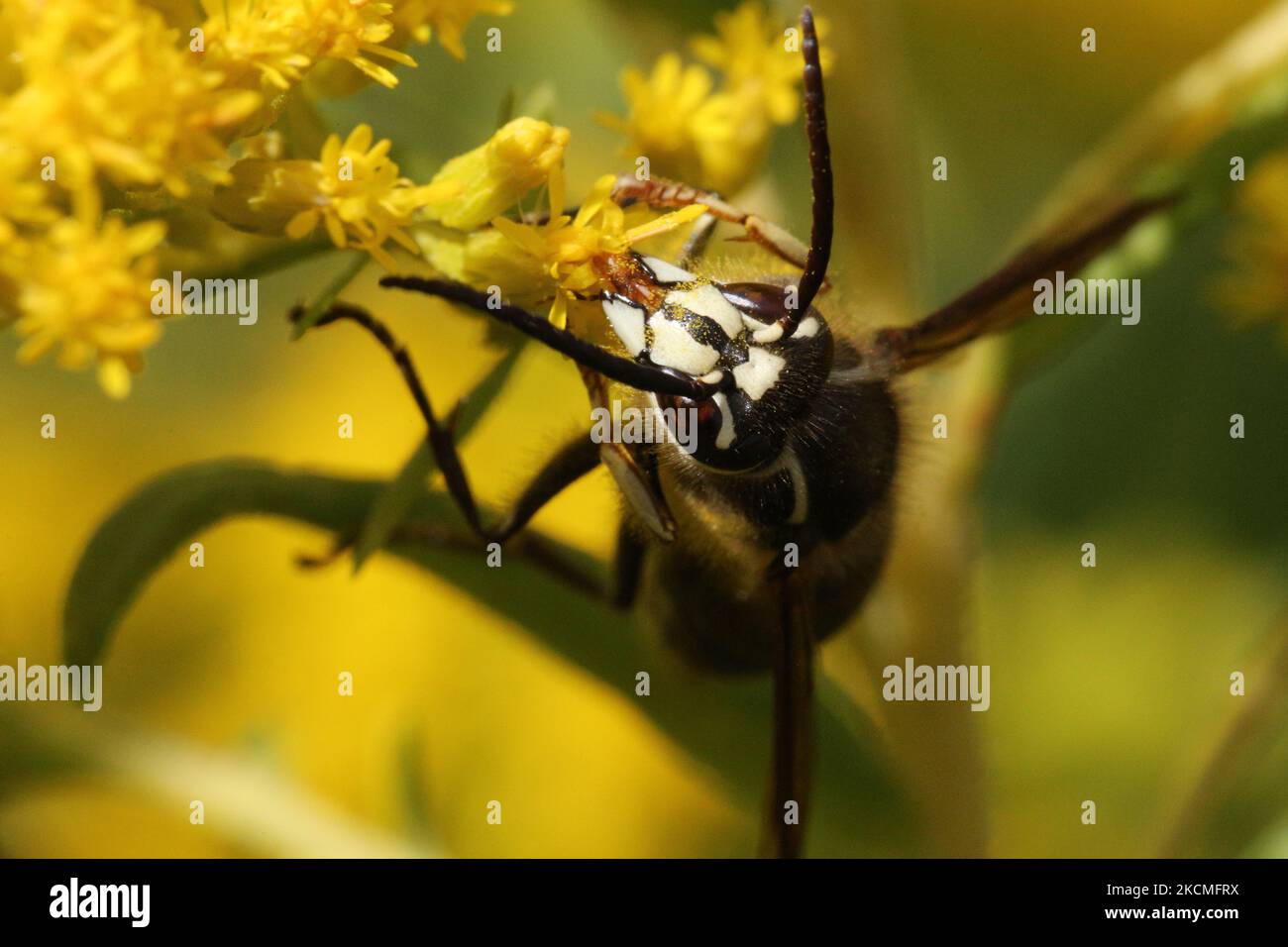 Calvo-affrontato calvo (Dolichovespula maculata) a Toronto, Ontario, Canada, il 11 settembre 2021. (Foto di Creative Touch Imaging Ltd./NurPhoto) Foto Stock