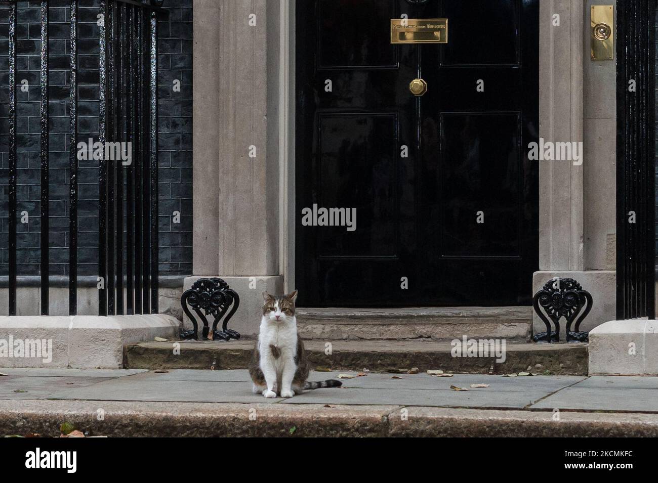 LONDRA, REGNO UNITO - 15 SETTEMBRE 2021: Larry il gatto è visto fuori Downing Street come il primo ministro britannico Boris Johnson sta conducendo un rimpasto della sua squadra ministeriale superiore il 15 settembre 2021 a Londra, Inghilterra. (Foto di Wiktor Szymanowicz/NurPhoto) Foto Stock