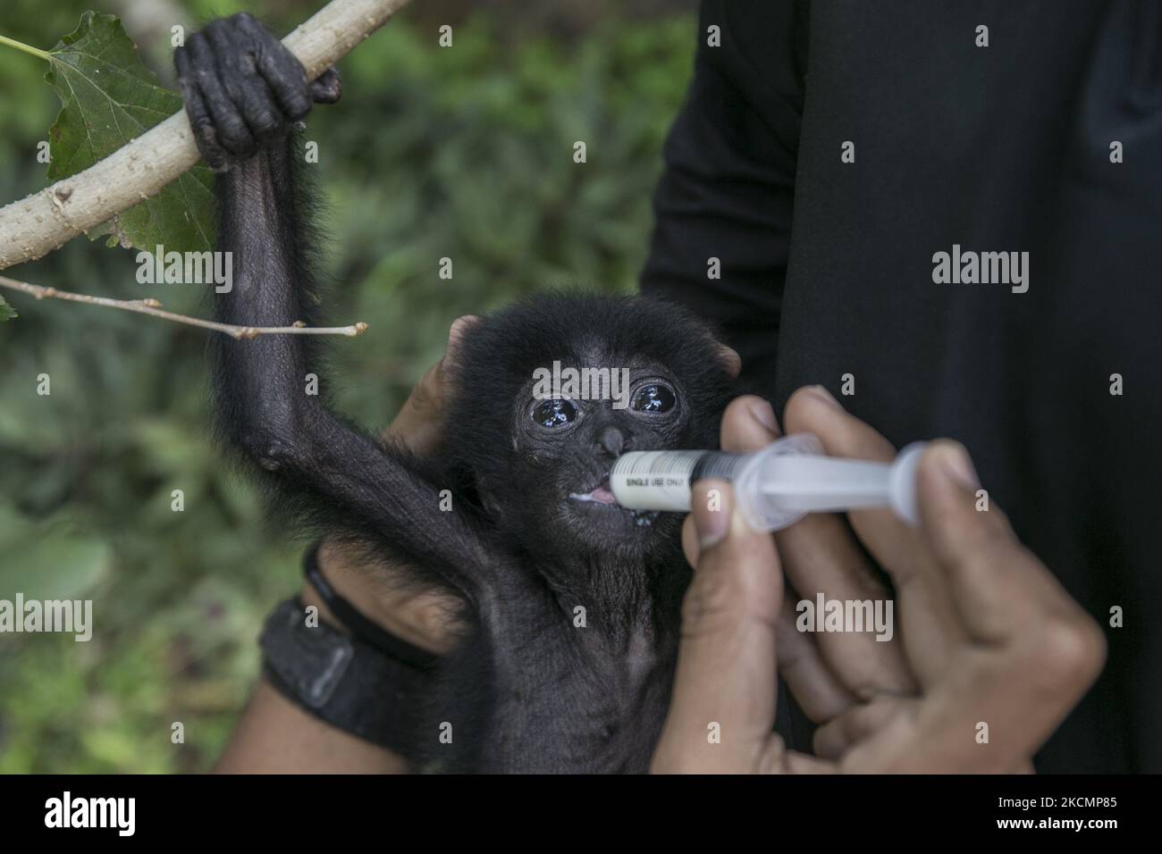 Un bambino Siamang (Symphalangus syndactylus) è stato dato latte da un'infermiera animale al Bali Wildlife Rescue Center a Tabanan, Bali, Indonesia il 17 2021 settembre. Il bambino Siamang di 2 mesi, un primate protetto e minacciato dell'Indonesia, viene curato prima di essere trasportato nel sito di riabilitazione a Sumatra occidentale per sopravvivere in natura più tardi. La scimmia è stata consegnata da una proprietà illegale all'Agenzia indonesiana per la conservazione e le risorse naturali (BKSDA) di Bali. (Foto di Johanes Christo/NurPhoto) Foto Stock