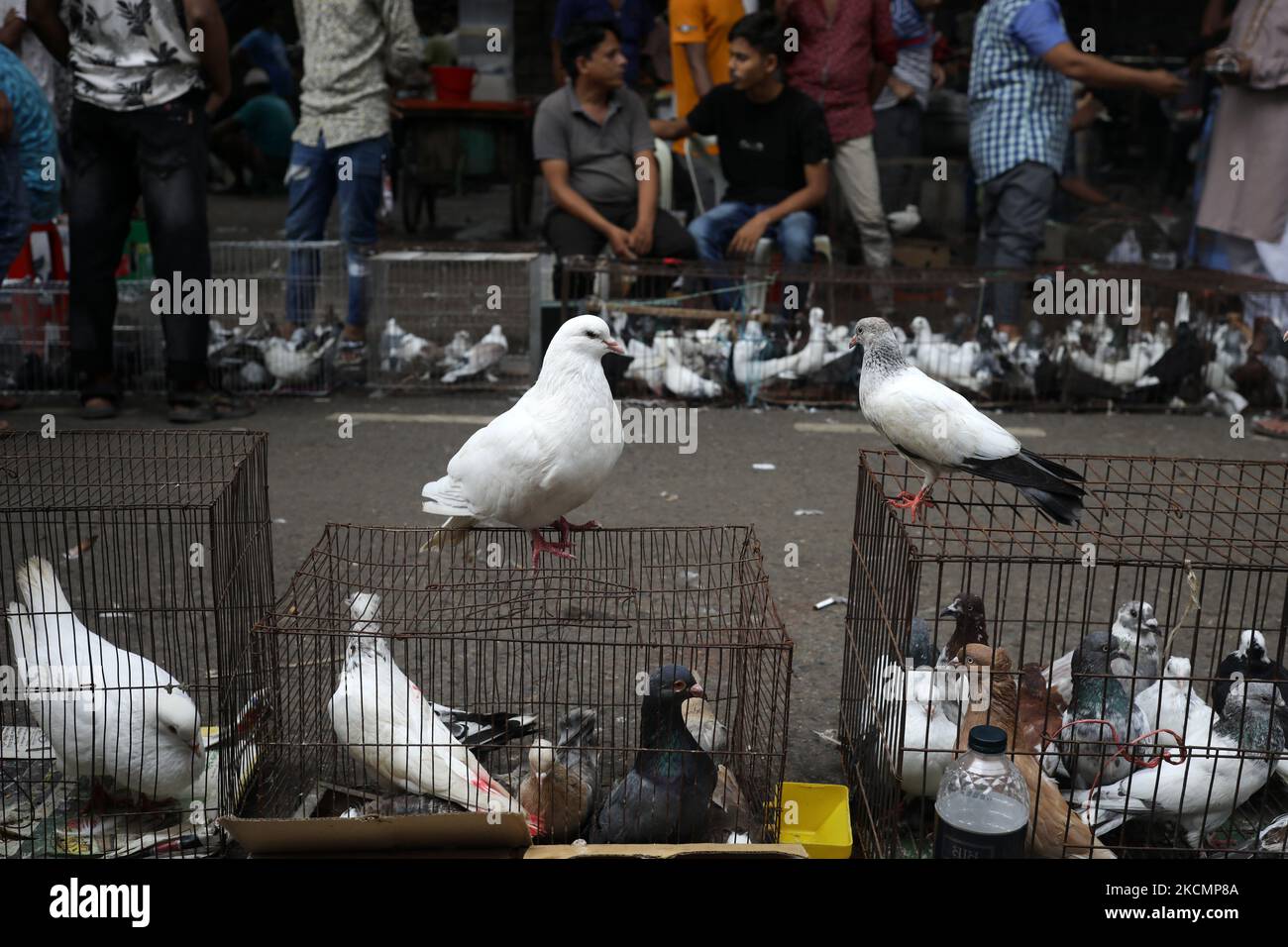 I piccioni sono esposti all'interno e all'esterno di buskets in vendita presso un mercato settimanale di piccioni a Dhaka, Bangladesh, il 17 settembre 2021. (Foto di Syed Mahamudur Rahman/NurPhoto) Foto Stock