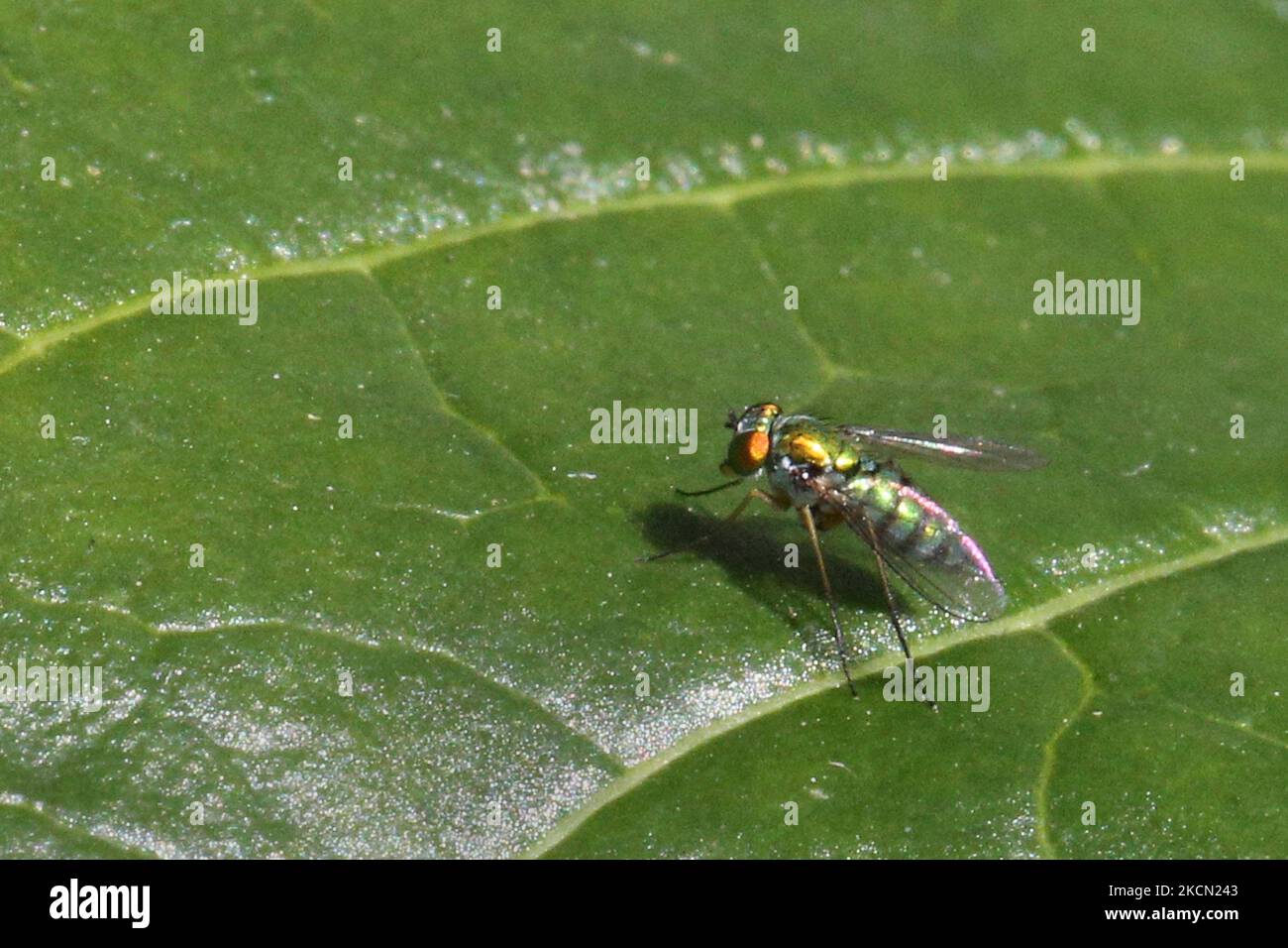 Volo a zampe lunghe (Condylostylostylus inermis) su una foglia a Toronto, Ontario, Canada, il 20 settembre 2021. (Foto di Creative Touch Imaging Ltd./NurPhoto) Foto Stock