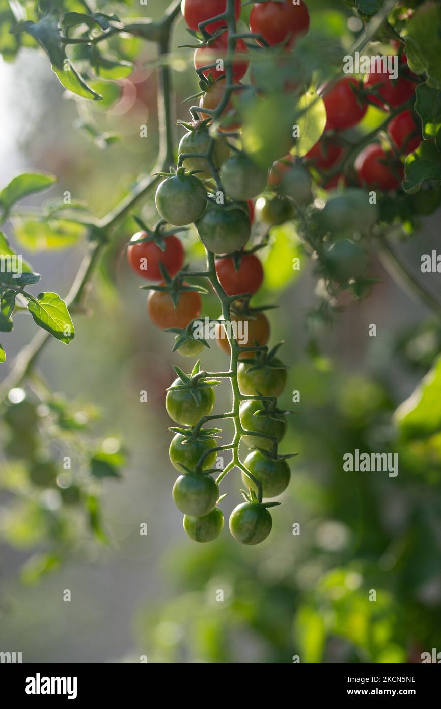 Frutti di pomodoro di ciliegia appesi da cespuglio verde che cresce all'interno della serra o sulla piantagione del contadino Foto Stock