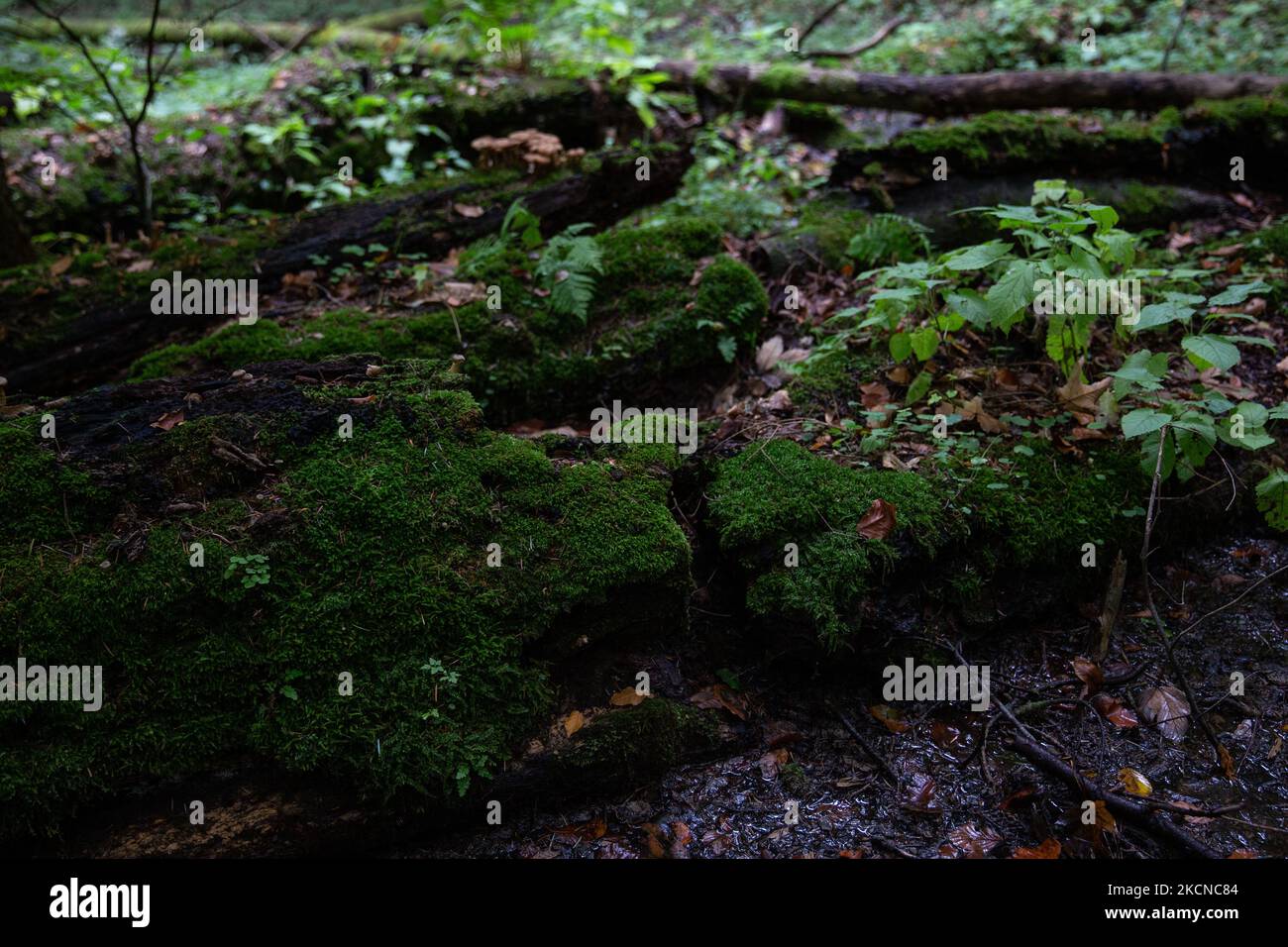 Vecchio legno nella foresta di Turnicki il 25 settembre 2021 vicino ad Arlamow, Carpazi montagne, sud-est della Polonia. Edyta fa parte della Wild Carpathian Initiative che continua la sua protesta professionale contro la deforestazione della zona Turnicki dei Carpazi per quattro mesi. Il gruppo ha bloccato gli accessi a percorsi strategici di taglio degli equipaggi dalla fine di aprile, quando le foreste nazionali hanno ripreso tagli forestali su larga scala nel quadro del piano di gestione forestale. Gli attivisti sostengono che quest’area non dovrebbe operare secondo il piano, ma diventare piuttosto un Parco Nazionale. Gli attivisti basano il loro argume Foto Stock