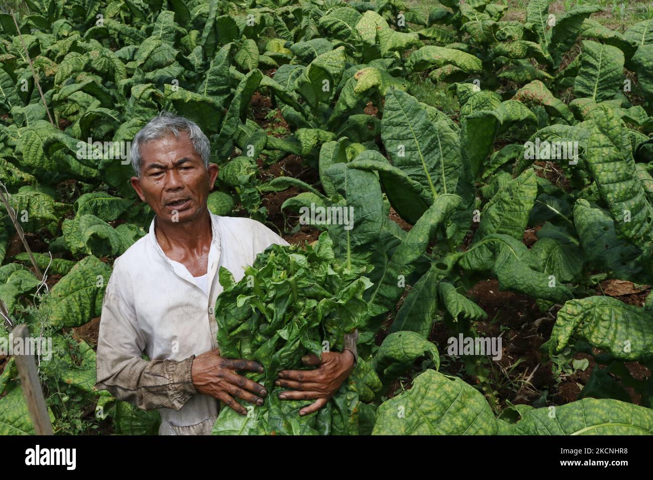 I coltivatori raccolgono il tabacco a Temanggung, Indonesia il 27 settembre 2021. L'industria del tabacco in Indonesia, quando arriva la stagione del raccolto, deve affrontare gravi sfide a causa delle forti piogge nella stagione secca, della prolungata pandemia COVID-19 e dell'aumento delle accise sulle sigarette che provoca la diminuzione dei prezzi del tabacco, con conseguenti enormi perdite per gli agricoltori. Dasril Roszandi (Foto di Dasril Roszandi/NurPhoto) Foto Stock