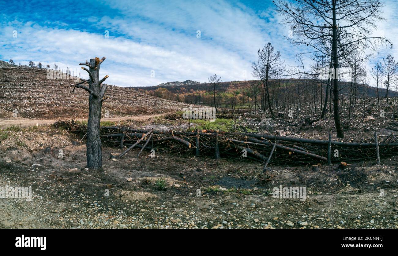 Piccole dighe di legno dopo il fuoco per trattenere ceneri di fuoco in piogge torrenziali Foto Stock