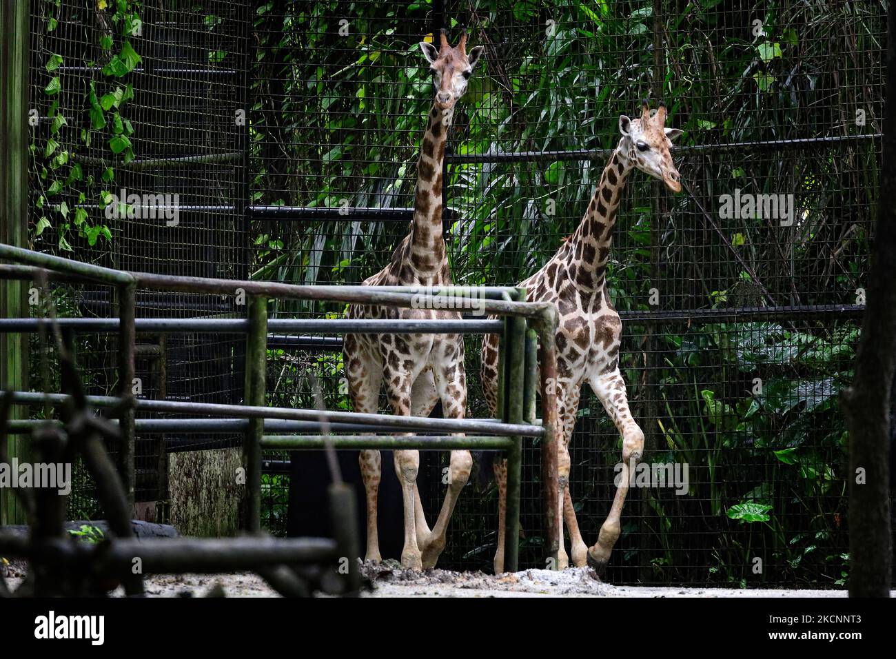 Un paio di giovani giraffe Rothschild camminano nel recinto allo Zoo di Singapore il 30 settembre 2021 a Singapore. Il giovane duo proveniente dallo zoo indiano Mysuru fa oggi un debutto pubblico dopo un viaggio di nove giorni in terra e mare dall'India e serve tre mesi di quarantena a Singapore. Con meno di 2.000 delle sottospecie rimaste nella natura selvaggia, la Riserva Naturale di Singapore sta contribuendo a proteggere questa sottospecie curando il duo accanto alla mandria di bachelor dello Zoo di Singapore. (Foto di Suhaimi Abdullah/NurPhoto) Foto Stock