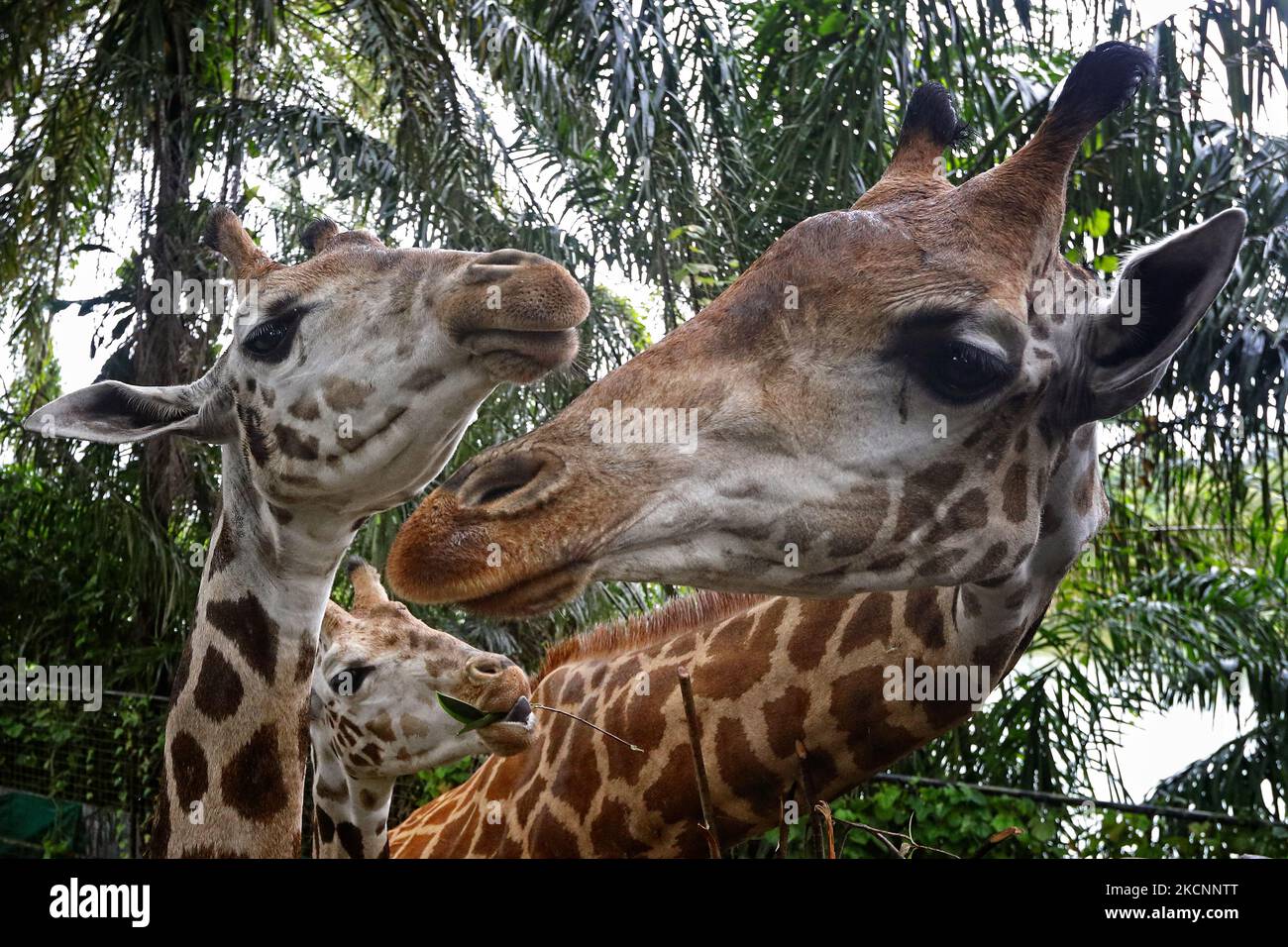 Un paio di giovani giraffe Rothschild (L,C) e un ibrido adulto di giraffe Rothschild e Transvaal (R) si nutrono di piante allo Zoo di Singapore il 30 settembre 2021 a Singapore. Il giovane duo proveniente dallo zoo indiano Mysuru fa oggi un debutto pubblico dopo un viaggio di nove giorni in terra e mare dall'India e serve tre mesi di quarantena a Singapore. Con meno di 2.000 delle sottospecie rimaste nella natura selvaggia, la Riserva Naturale di Singapore sta contribuendo a proteggere questa sottospecie curando il duo accanto alla mandria di bachelor dello Zoo di Singapore. (Foto di Suhaimi Abdullah/NurPhoto) Foto Stock