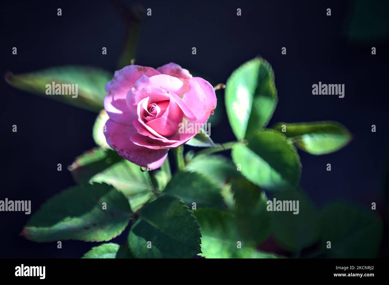 Rosa in miniatura vista da vicino Foto Stock
