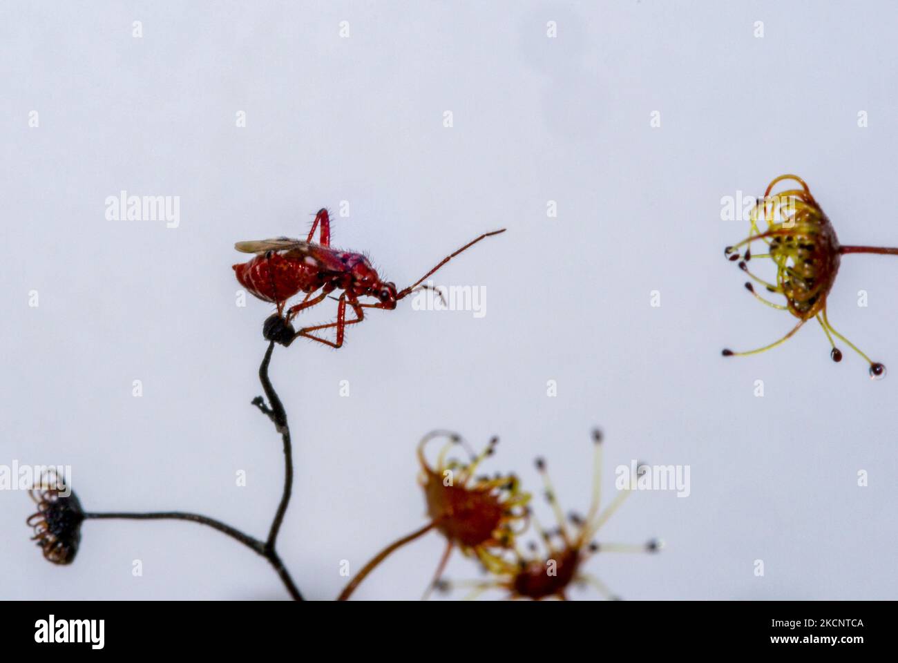 Insetto simbiotico di Setocoris sulle foglie di rugiada carnivora (Drosera gigantea), Australia Occidentale Foto Stock