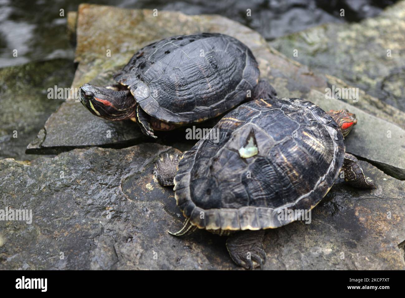 Due tartarughe slider dalle orecchie rosse (Trachemys scripta elegans) che riposano su una roccia ad Ajax, Ontario, Canada. Il cursore dalle orecchie rosse, noto più comunemente nel Regno Unito come il Terrapin dalle orecchie rosse, è una tartaruga semi-acquatica appartenente alla famiglia Emydidae. (Foto di Creative Touch Imaging Ltd./NurPhoto) Foto Stock