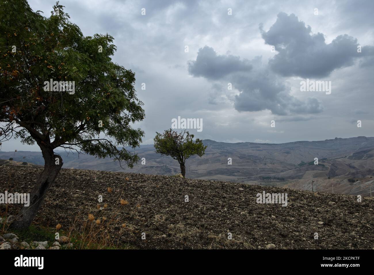 Autunno cattivo tempo sugli alberi in campo di Sicilia, Italia Foto Stock