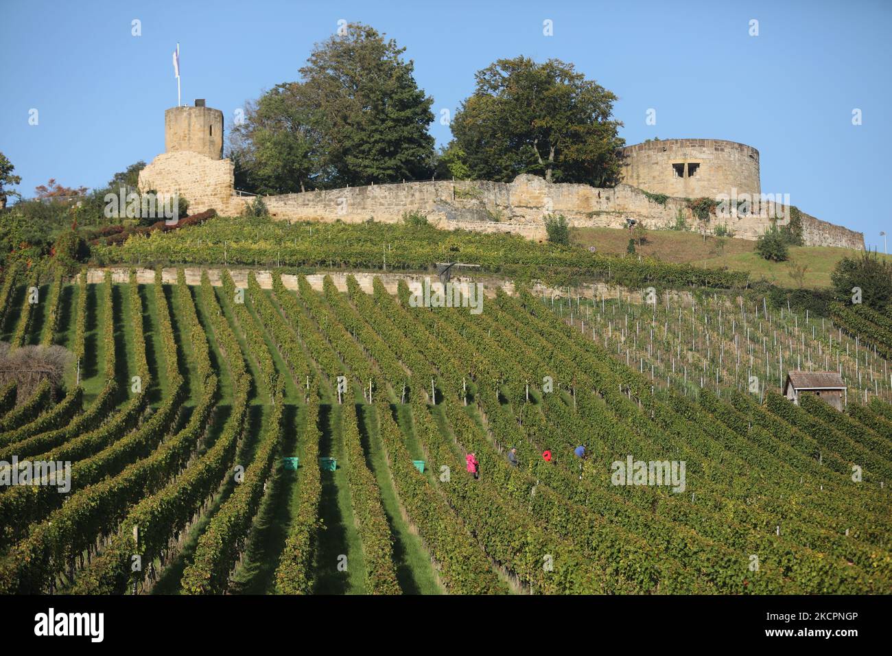 La gente è vista ai vigneti di Weinsberg, Germania il 9 ottobre 2021 (Photo by Agron Beqiri/NurPhoto) Foto Stock