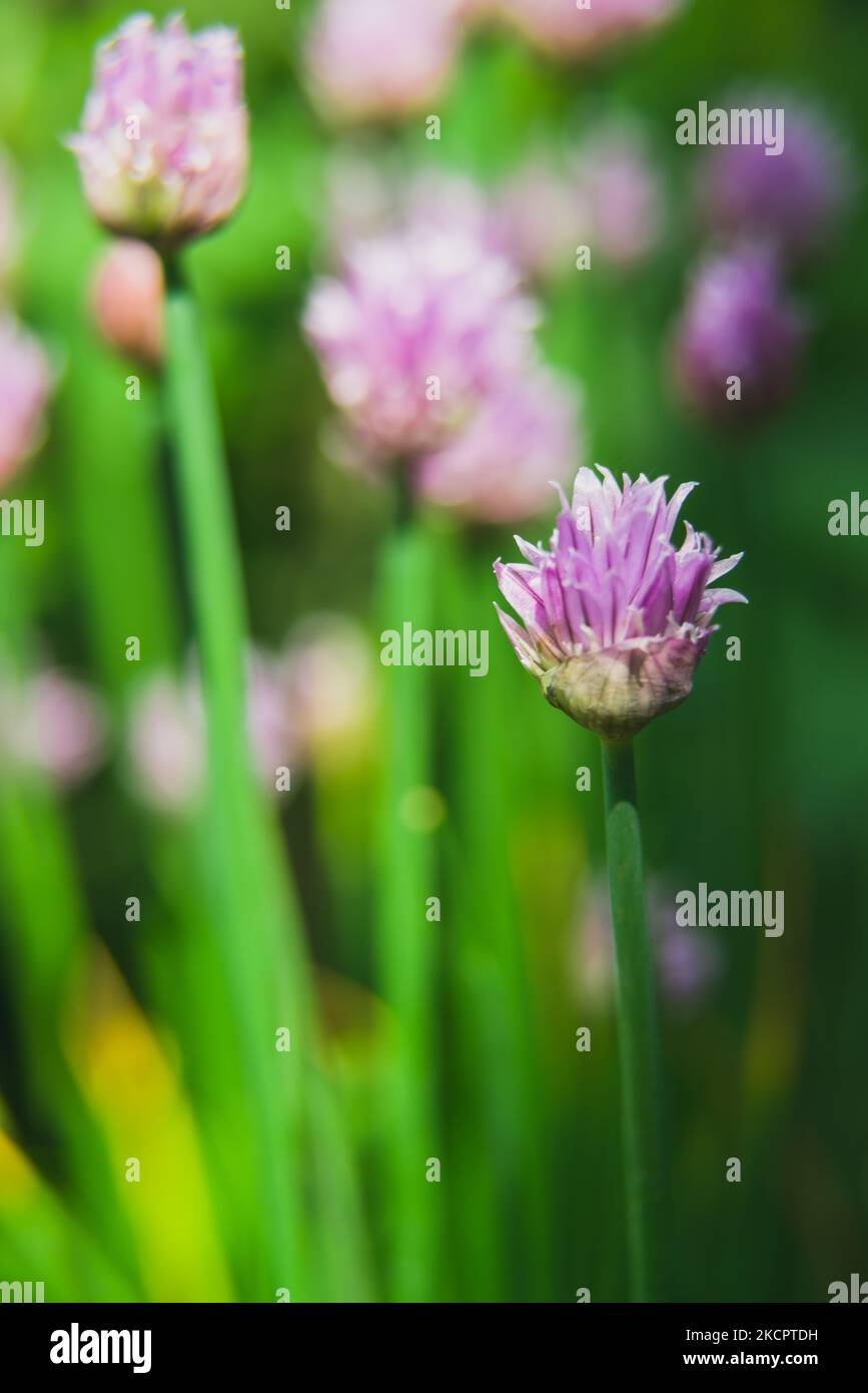 fiori decorativi all'aglio su sfondo verde Foto Stock