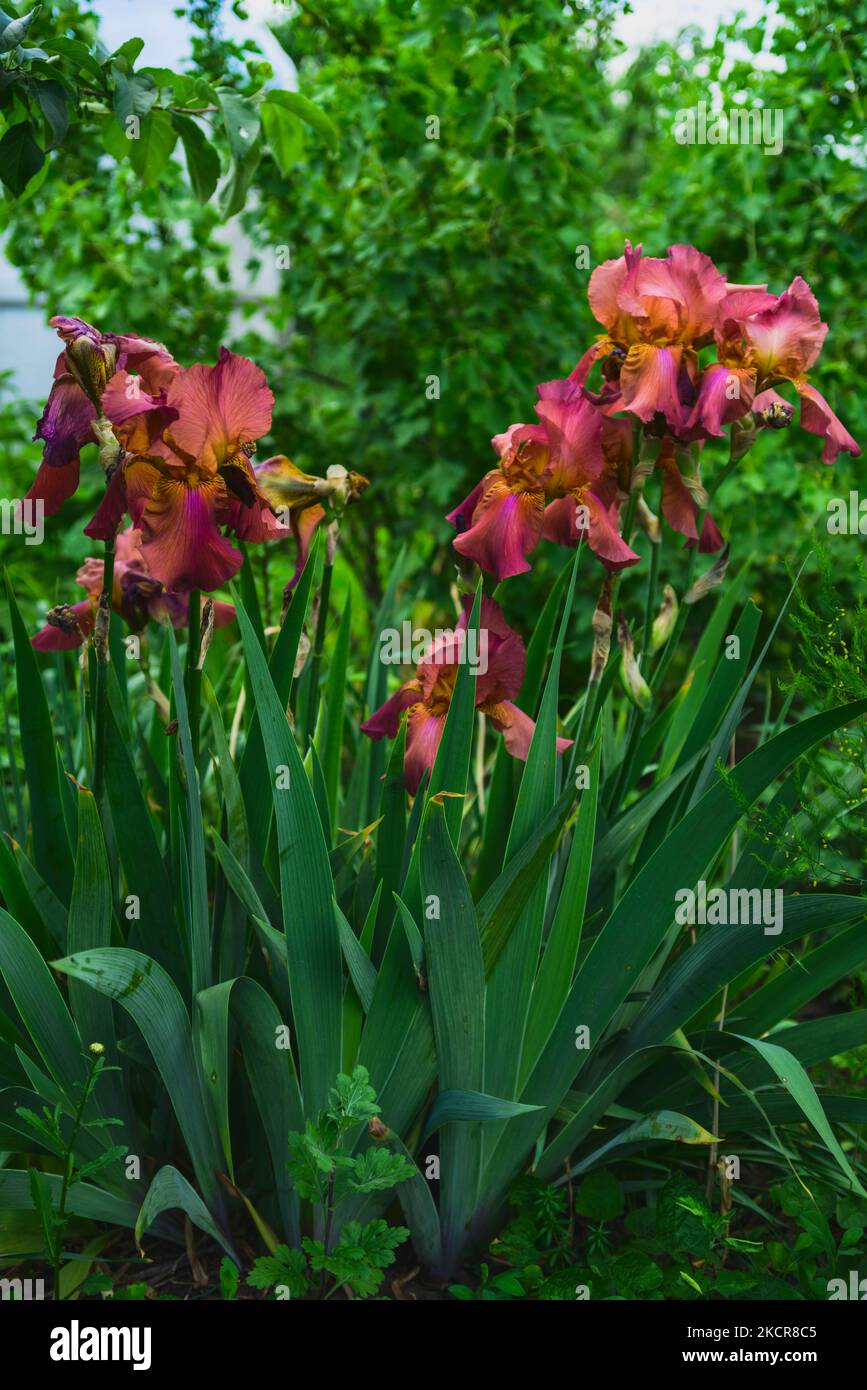 Primo piano del grande iris rosso in giardino in estate Foto Stock