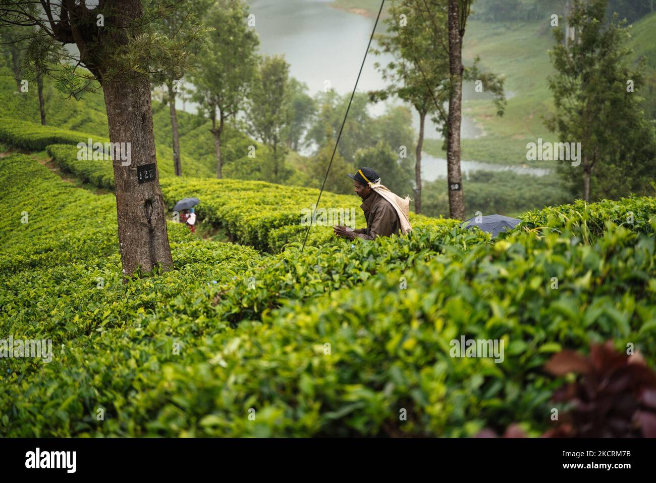 Fattoria del tè negli altopiani dello Sri Lanka Foto Stock
