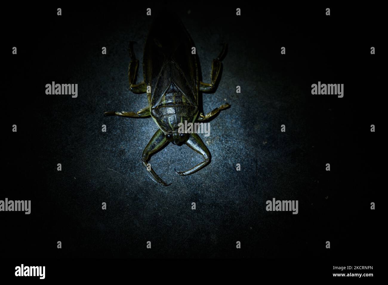 L'insetto d'acqua gigante (Lethocerus indicus) o toe-biters è un genere della famiglia emipteriana Belostomatidae, originaria del sud e del sud-est asiatico, nonché della Cina sudorientale, delle isole Ryukyu e della Nuova Guinea. Include i veri insetti più grandi che possono superare i 12 cm (4,7 in) e raggiungere quasi la lunghezza di alcuni dei più grandi coleotteri del mondo; distribuiti in aree tropicali, subtropicali e temperate del mondo. Gli insetti giganti dell'acqua sono predatori aggressivi che si impadroniscono, catturano e si nutrono di pesci, lumache, crostacei, anfibi, tartarughe e serpenti d'acqua. Colpiscono, iniettando velenosi Foto Stock