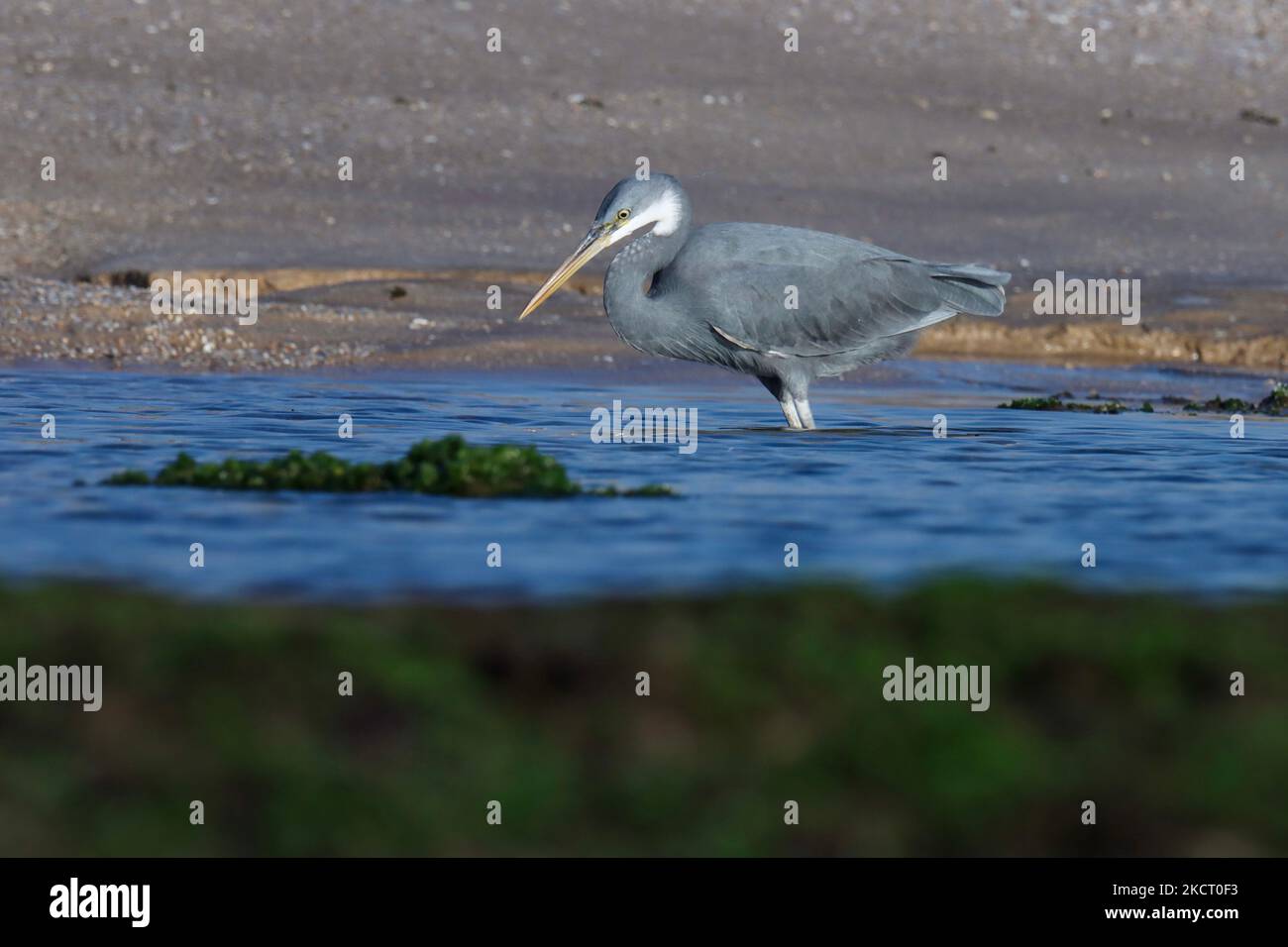 Uccello di Egret in piedi in acqua di oceano. heron sulla spiaggia. Uccello stupefacente. Sfondo animale carta da parati. Sfondo astratto naturale. Airone di barriera occidentale. Foto Stock
