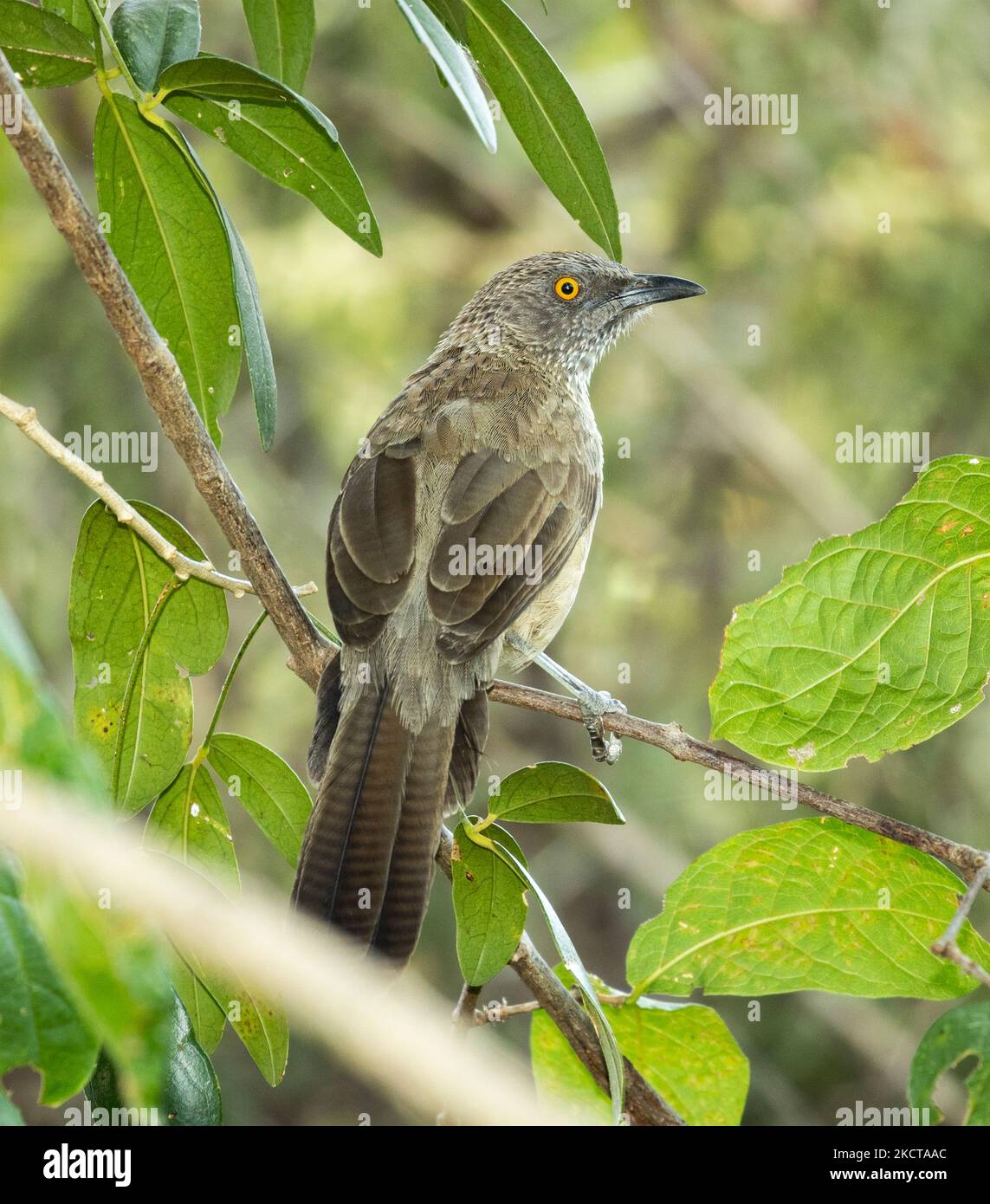 Il Babbler con la freccia ha un occhio giallo distintivo in contrasto con il loro piumaggio del drab. Viaggiano in gruppi di famiglia rumorosi come giovani Foto Stock